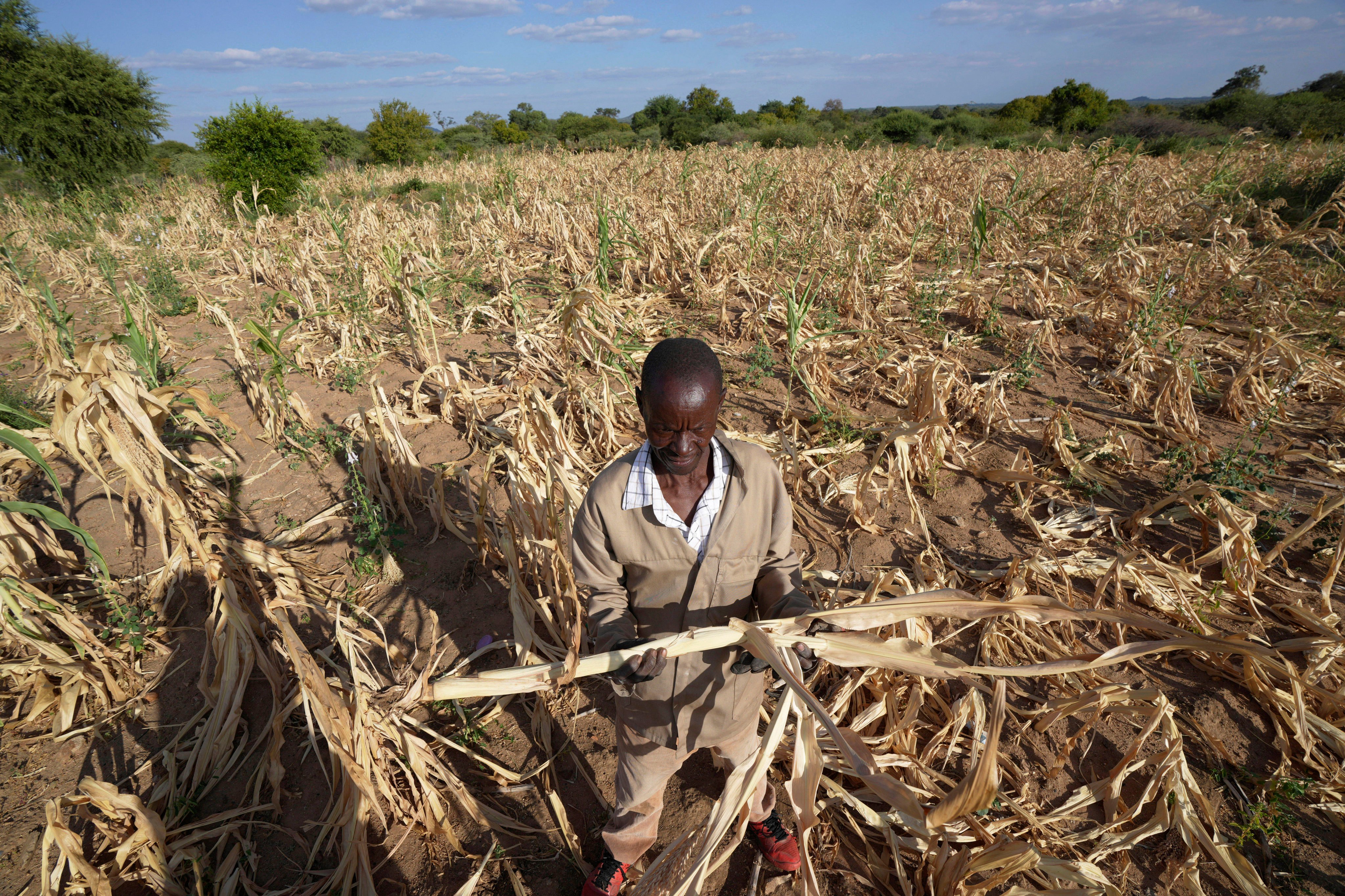 A farmer in Mangwe district in southwestern Zimbabwe. The country declared a drought disaster on Wednesday. File photo: AP
