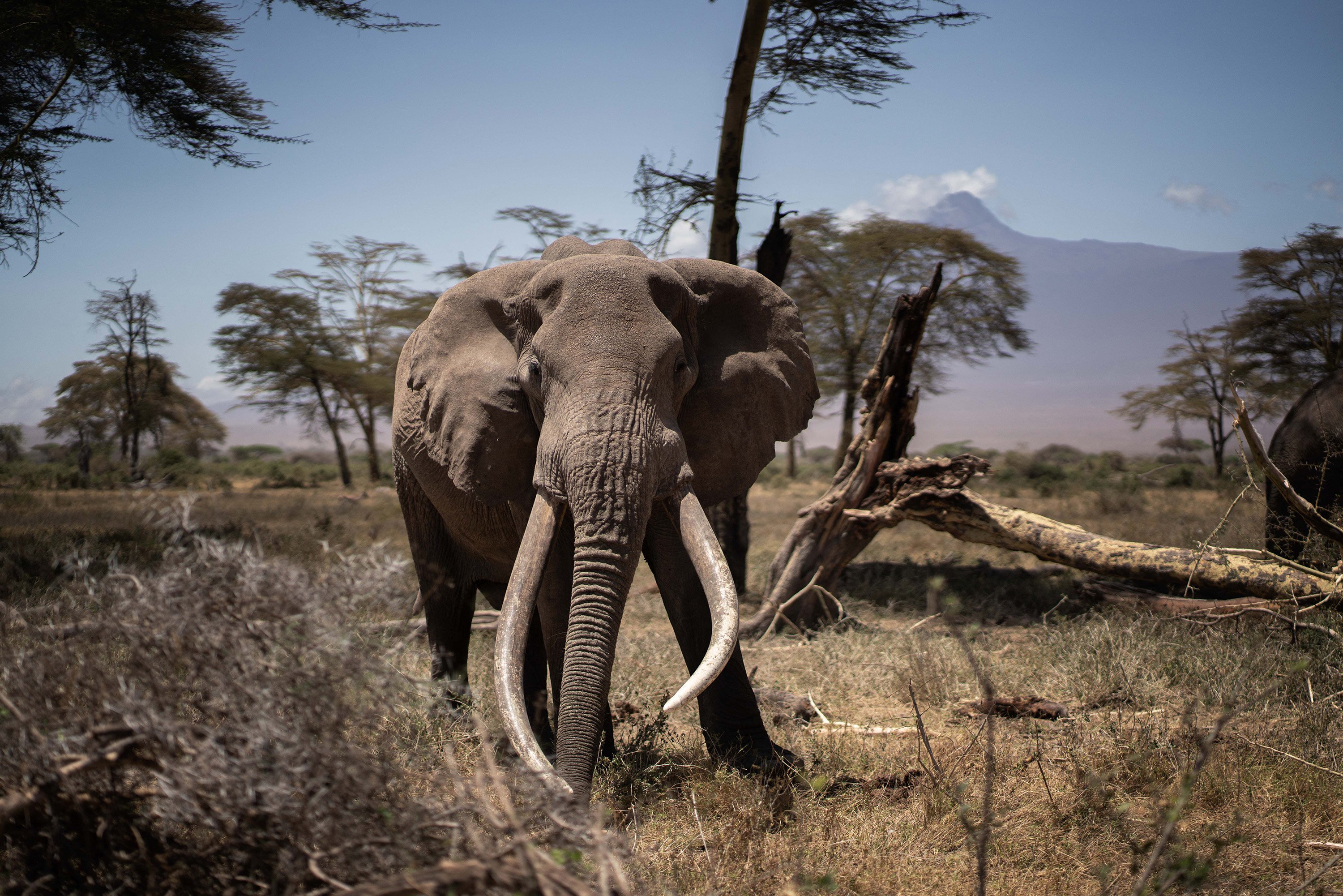 A bull elephant roams in Kimana Sanctuary in Kenya in September 2022. There have been at least two elephant attacks in African parks in recent days. Photo: TNS 