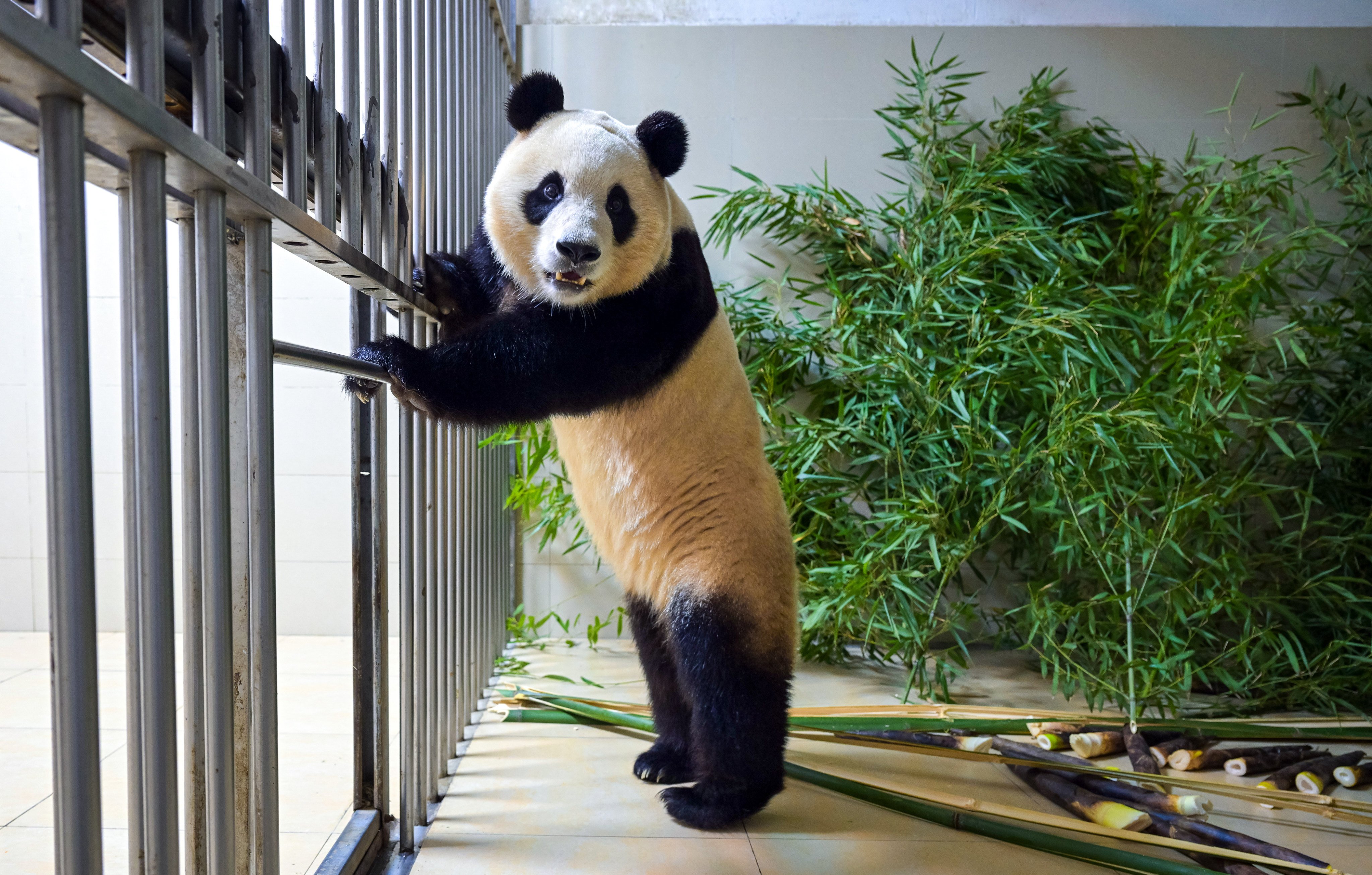 Fu Bao will spend a month in quarantine at the Shenshuping giant panda base in Sichuan province. Photo: Xinhua
