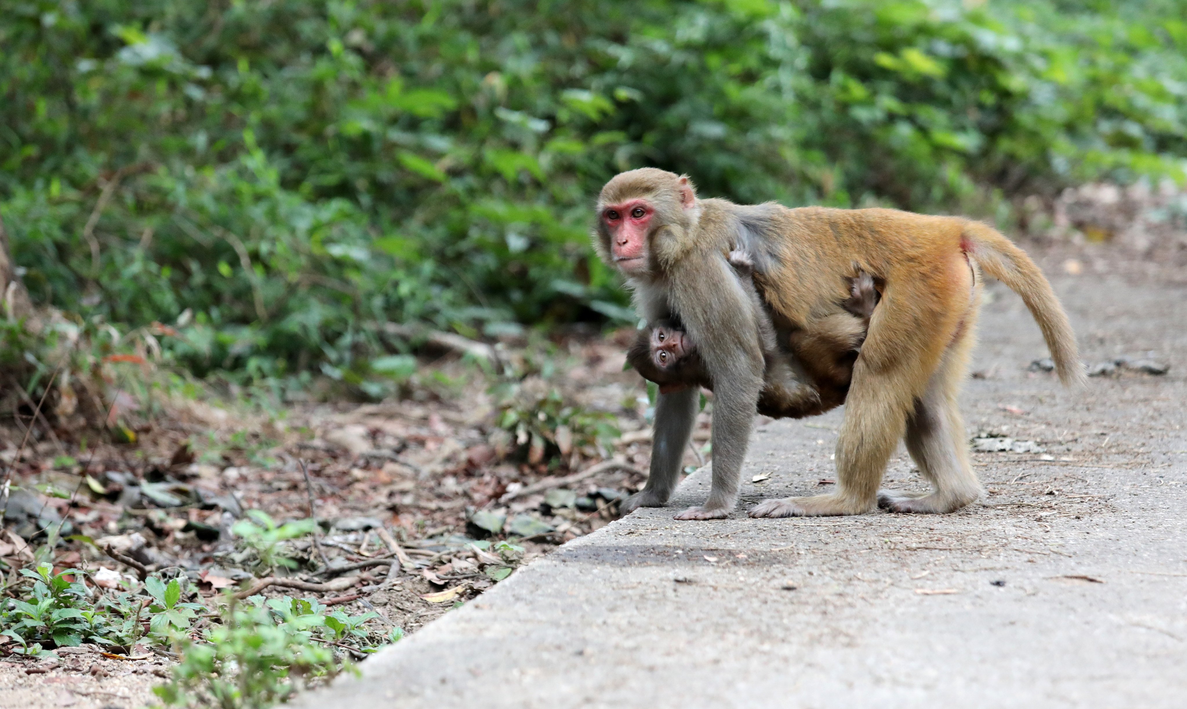 Wild monkeys in Hong Kong. Authorities have urged residents to keep their distance from the animals. Photo: Felix Wong