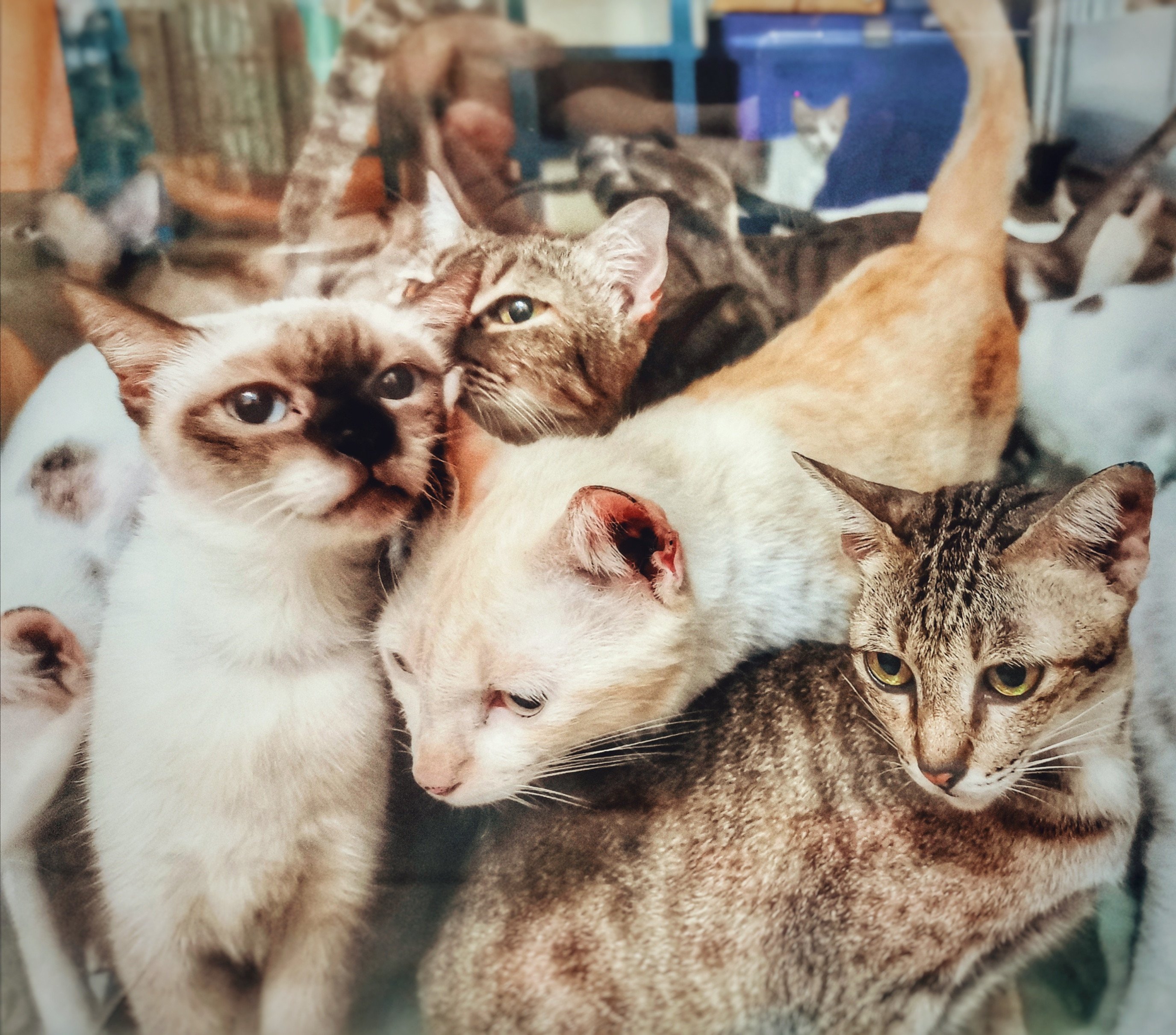 The couple lived with 159 cats and seven dogs in a flat in Nice, France. Stock photo: Shutterstock