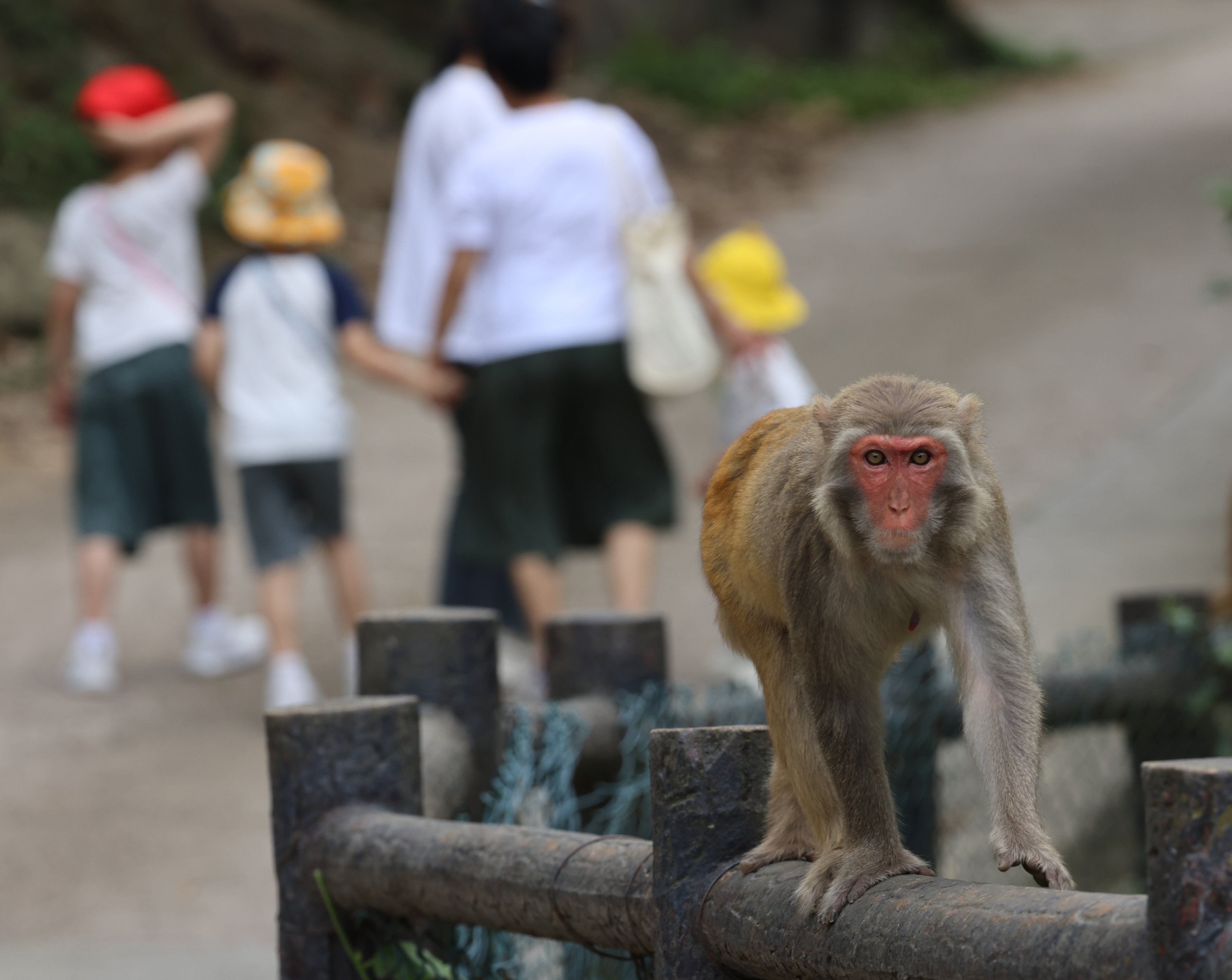A monkey on a railing at the Kam Shan Country Park. Some hikers say they have seen fewer of the animals in the area recently. Photo: Dickson Lee