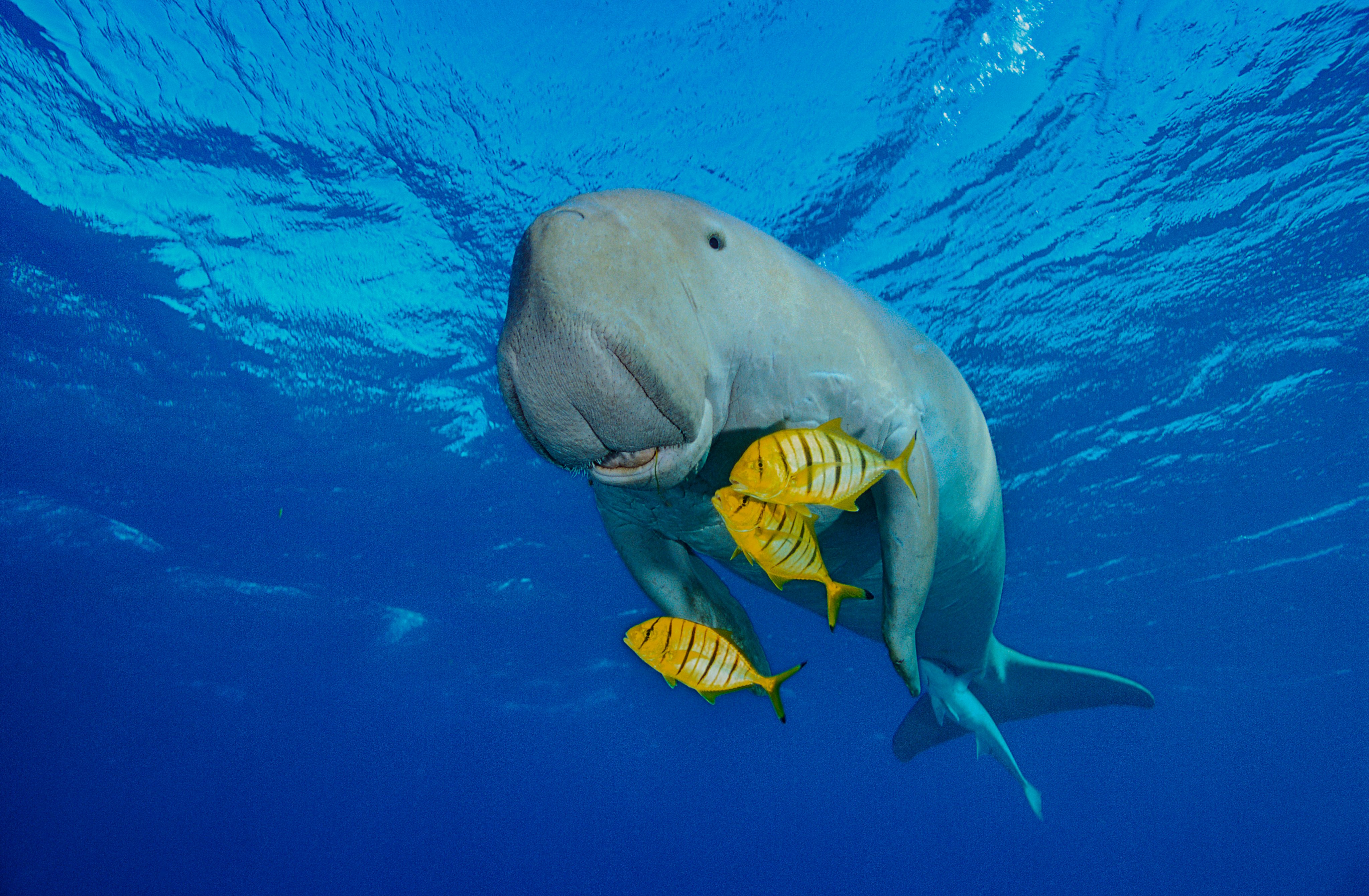 Mozambique is an unsung gem of African tourism. The Bazaruto Archipelago offers a chance to get up close to a wide range of marine life – including the elusive dugong (above) – without being too invasive. Photo: Getty Images