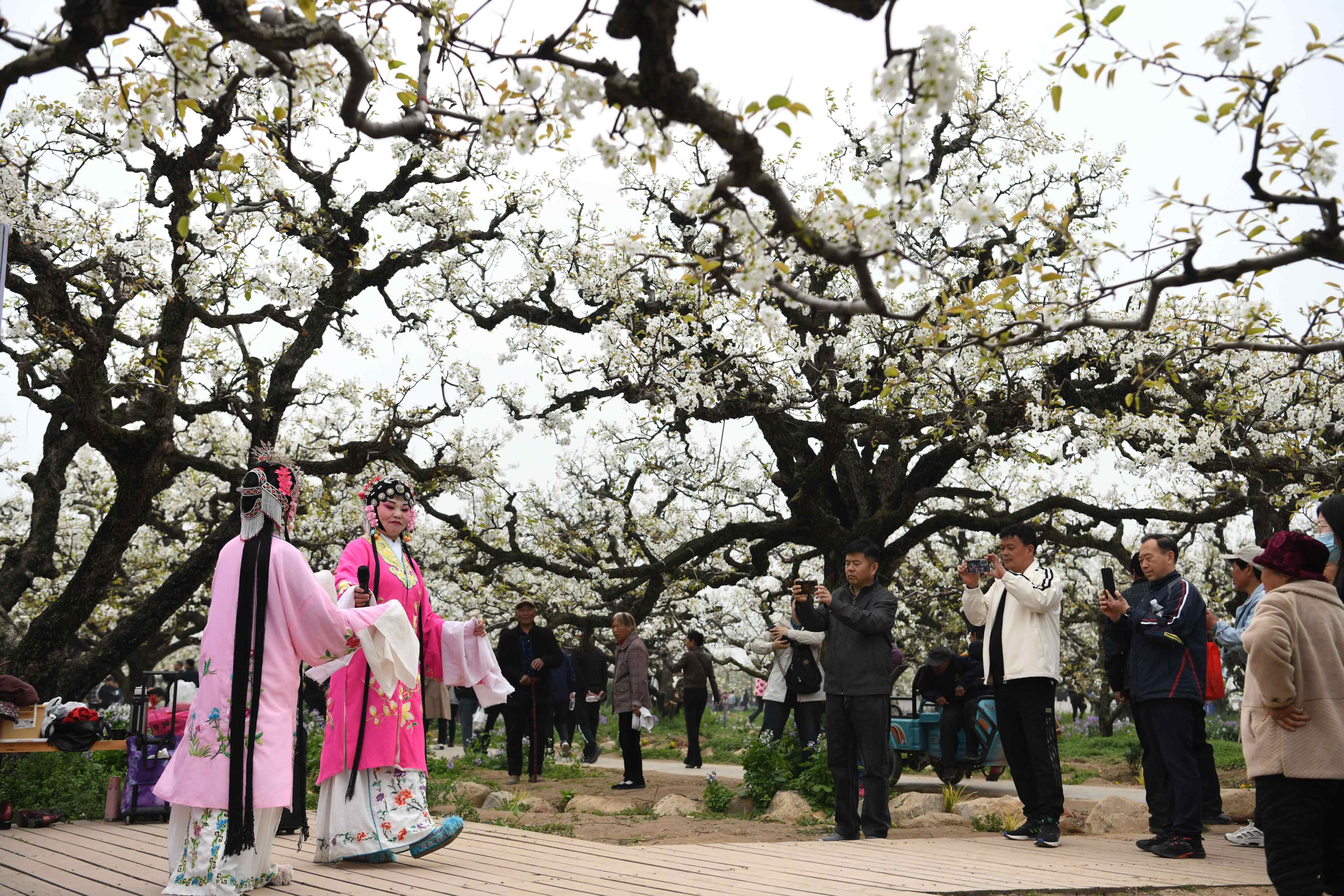 Tourists watch a folk art performance among pear blossoms in Dangshan, east China’s Anhui province, on April 2. China’s domestic tourism has recovered but it’s a different story for international travel. Photo: Xinhua