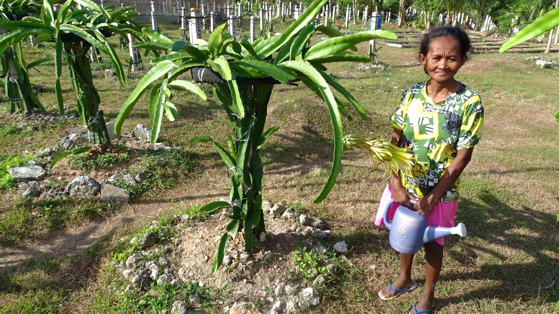 Community farming cluster leader Leonida Bartolome proudly shows off a flowery dragon fruit tree on the tribe’s farm. Photo: Kalinga Seneviratne