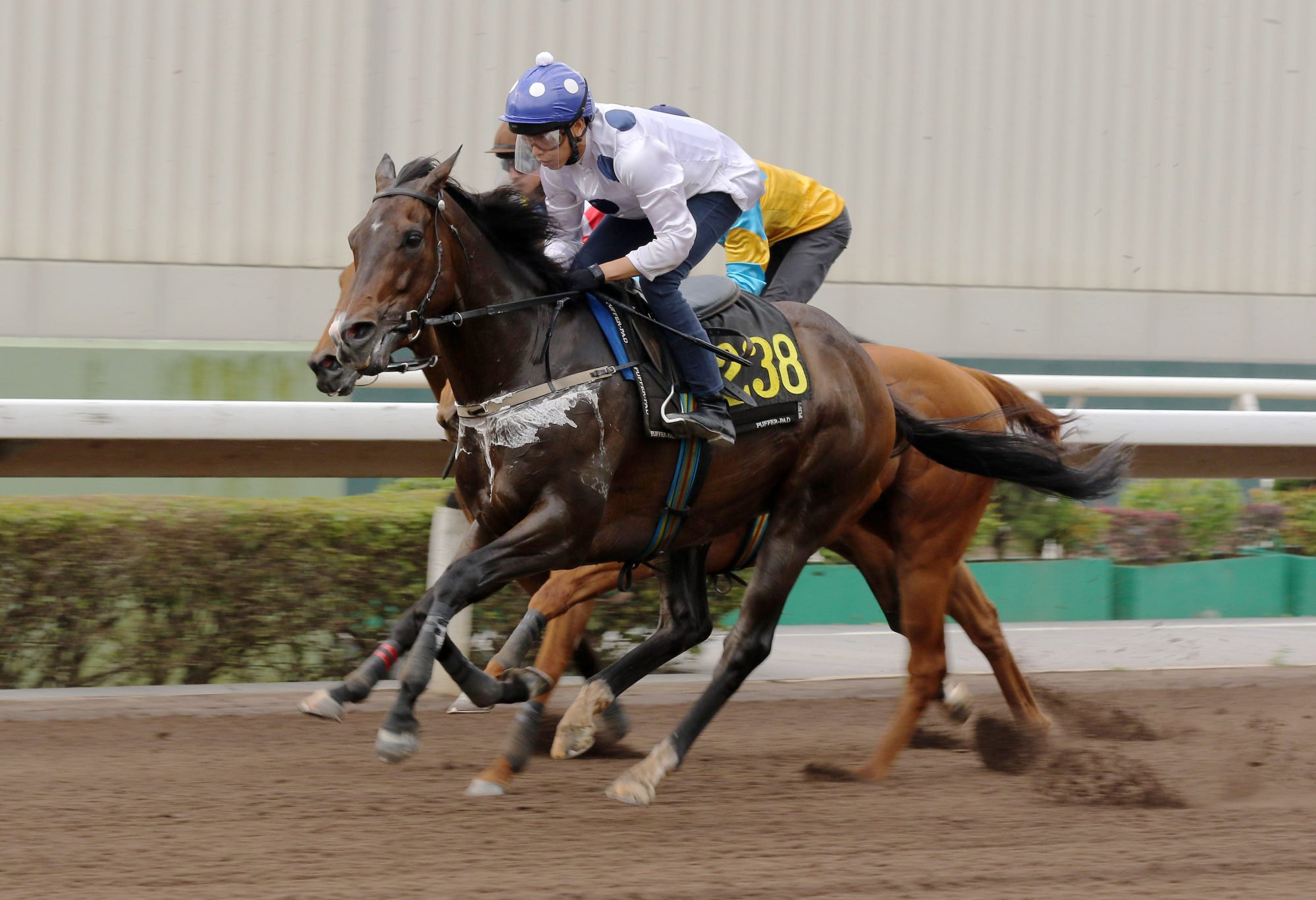 Golden Sixty in action in his Sha Tin trial.