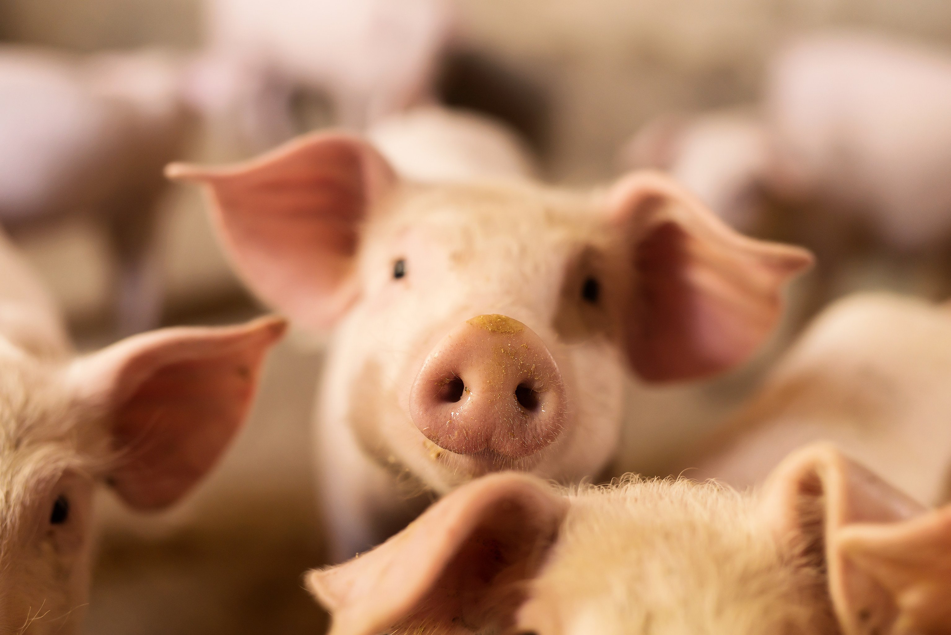 Pigs are used for transplants because of the similarities between their organs and human ones. Photo: Shutterstock Images