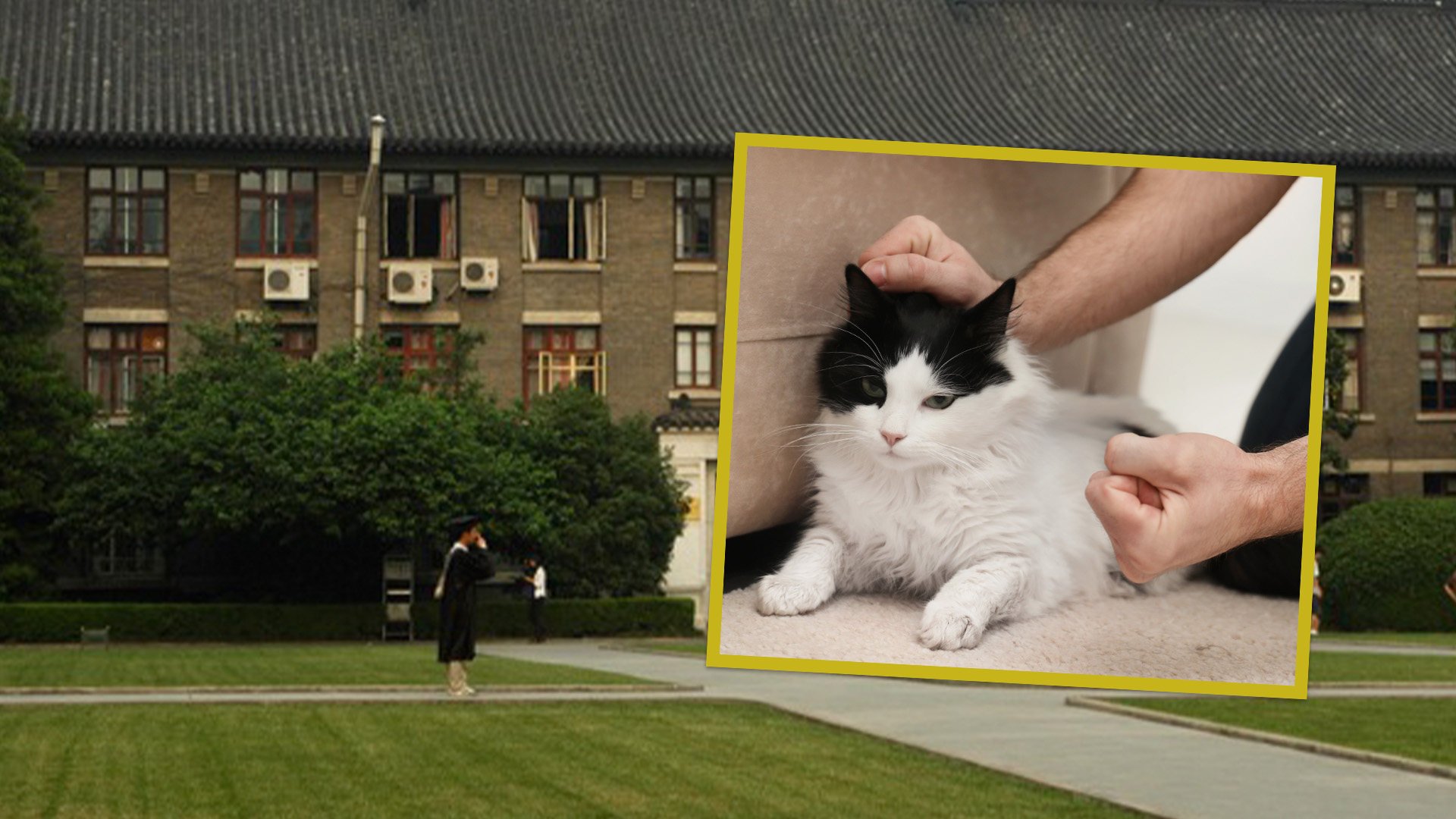 An academically gifted man has been rejected for admission to a top university in China because of his history of abusing cats. Photo: SCMP composite/Shutterstock/Wikipedia