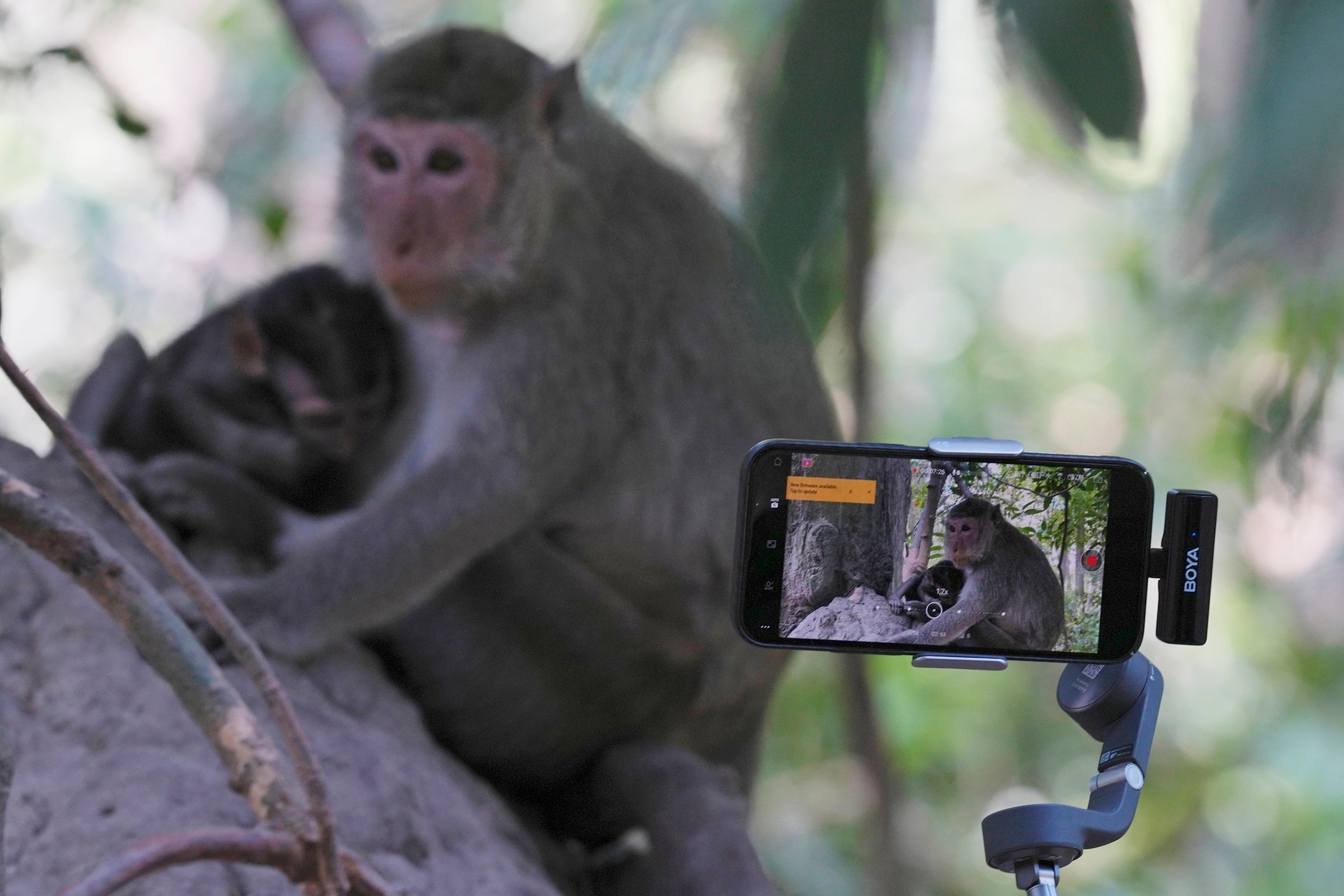YouTuber Ium Daro, who started filming Angkor monkeys about three months ago, follows a mother and a baby along at Angkor Wat, Cambodia. Photo: AP