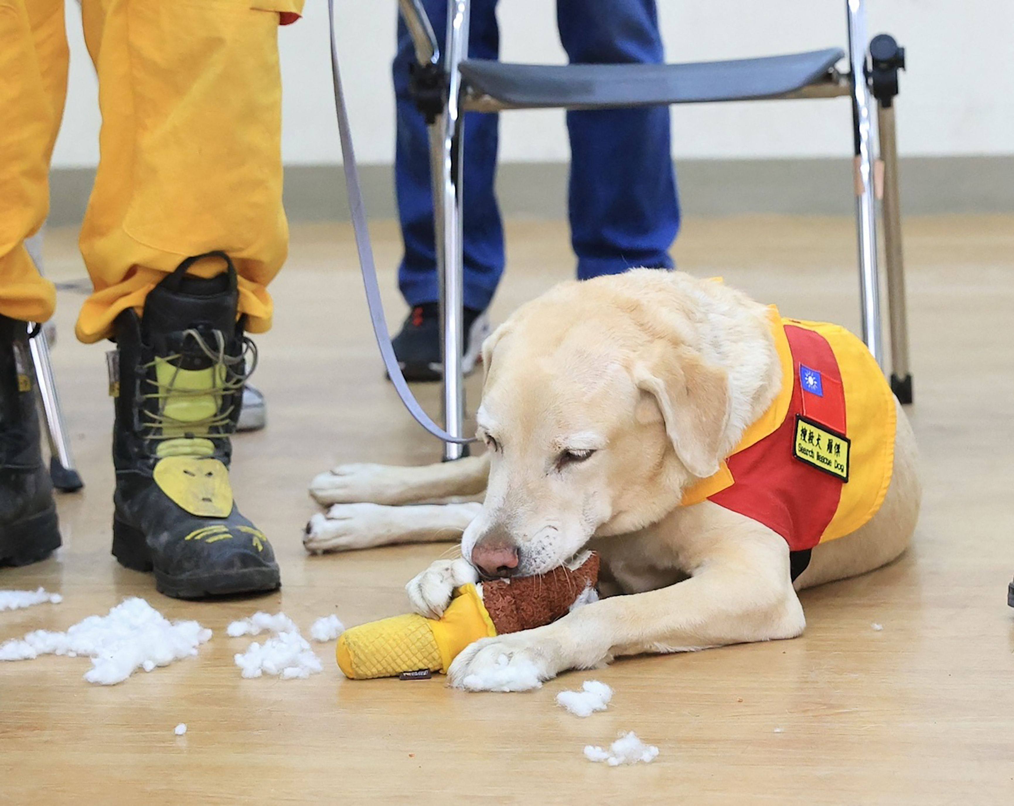 Roger, an eight-year-old Labrador, plays before heading out for a search and rescue mission in Hualien. Photo: AFP