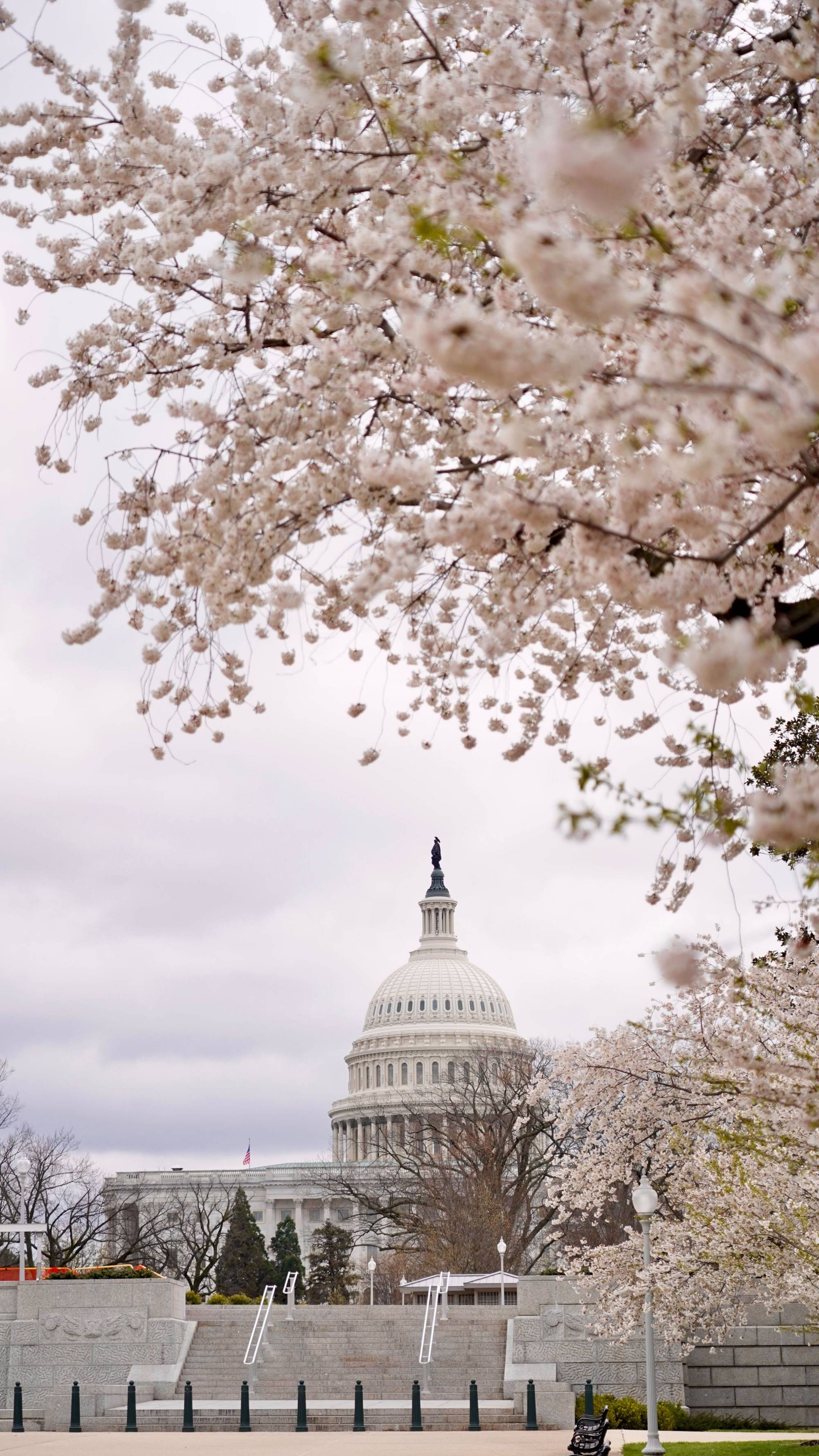Cherry blossom trees near the Capitol in Washington. Photo: Ji Siqi