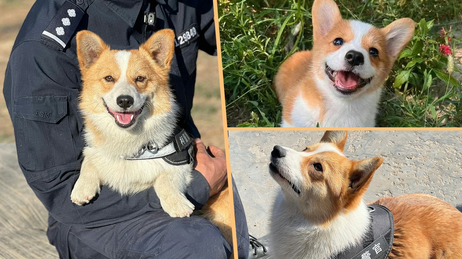China’s first Corgi police dog has made its public debut and has been hailed for its explosive detection work due to its ability to work well in tight spaces. Photo: SCMP composite/Weibo