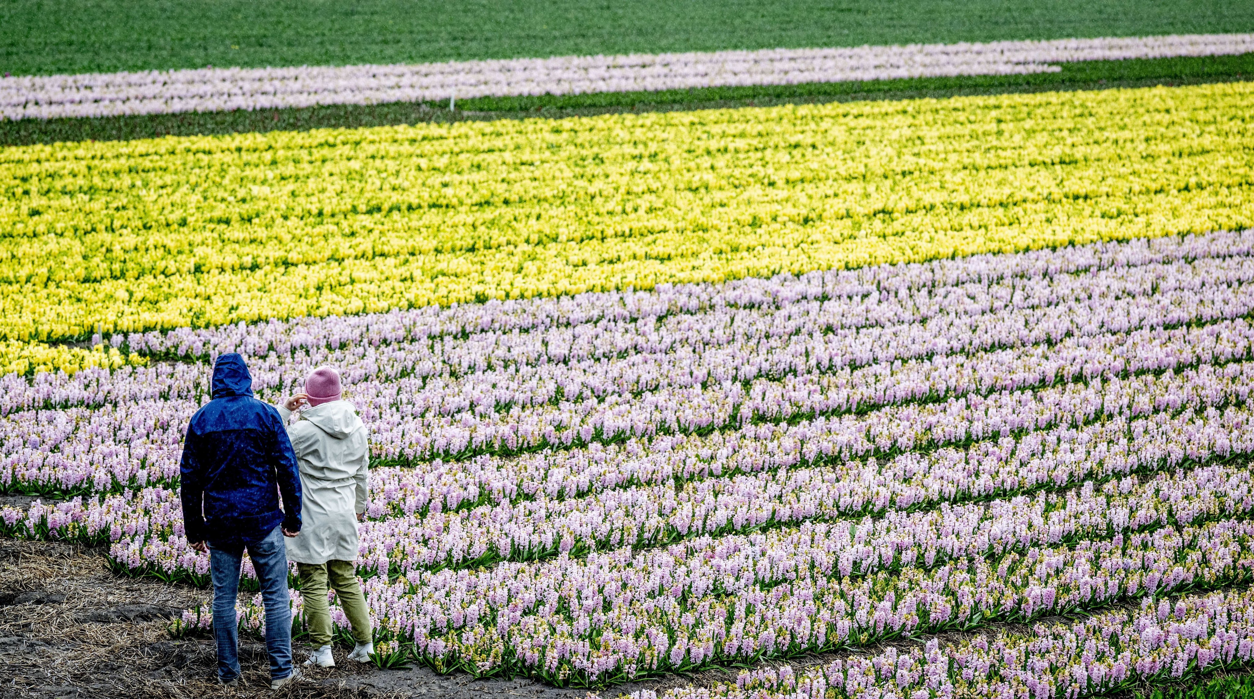 Keukenhof, the world’s biggest tulip garden, opened to the public for its 75th edition. Photo: EPA-EFE