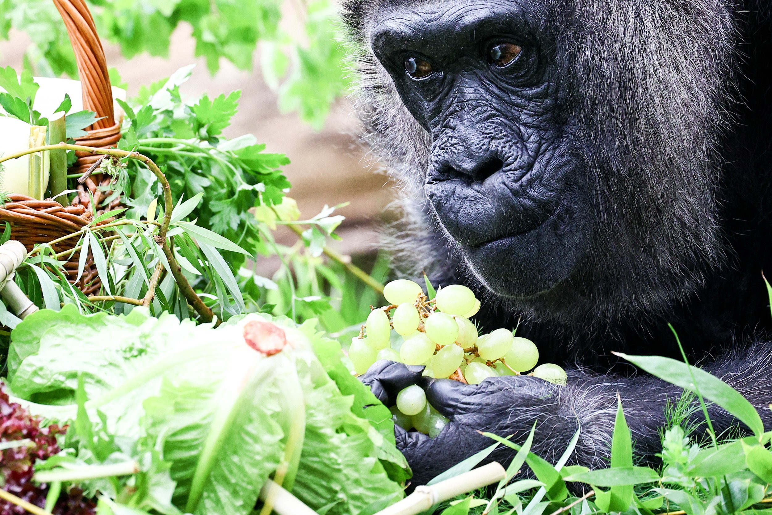 Fatou, the world’s oldest female gorilla celebrates her 67th birthday in Berlin Zoo. Photo: EPA-EFE