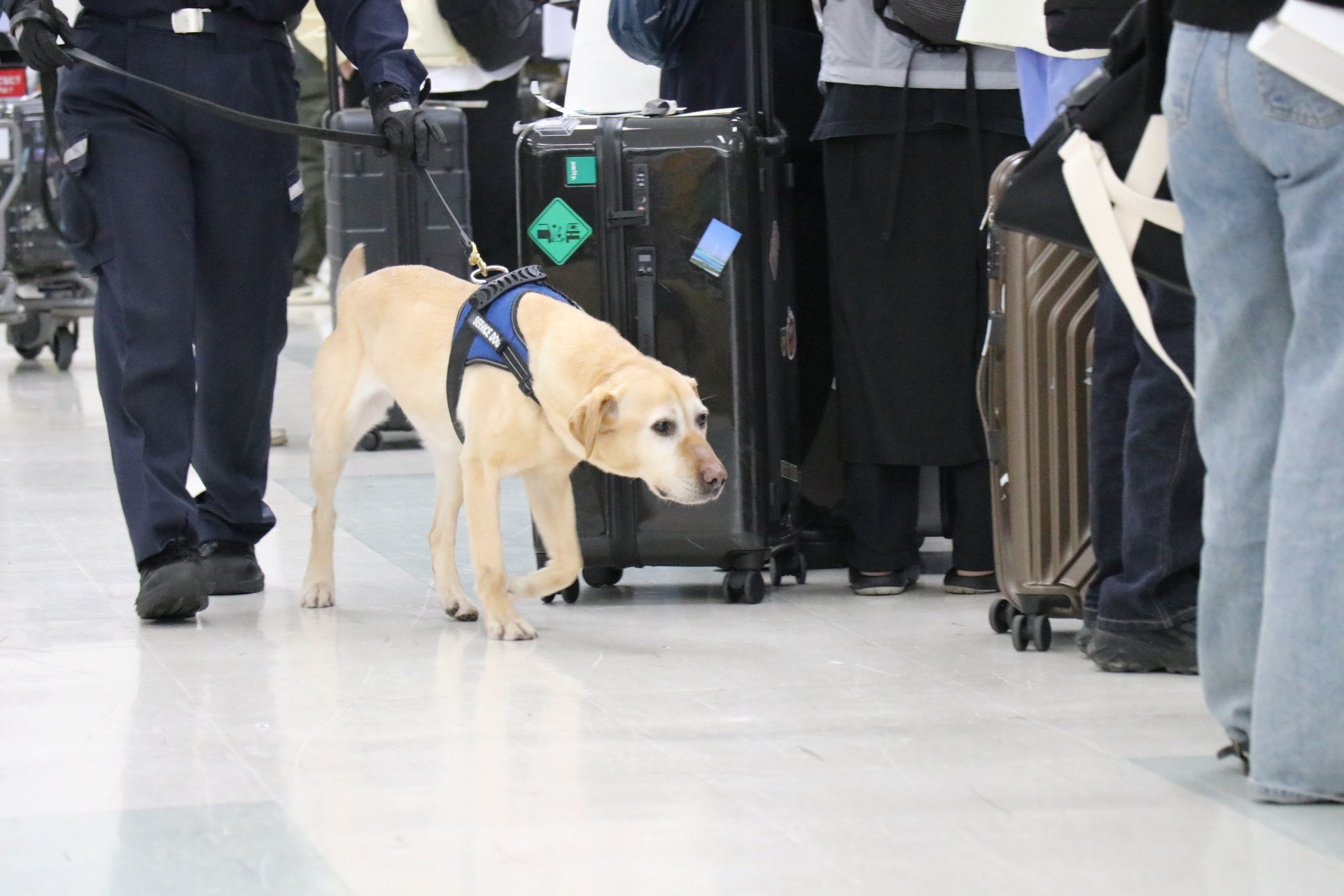 Japan’s “super” sniffer dog Melba. The Labrador retriever first began padding the arrivals halls at Tokyo’s Narita and Haneda international airports in 2017. Photo: Japan Customs 