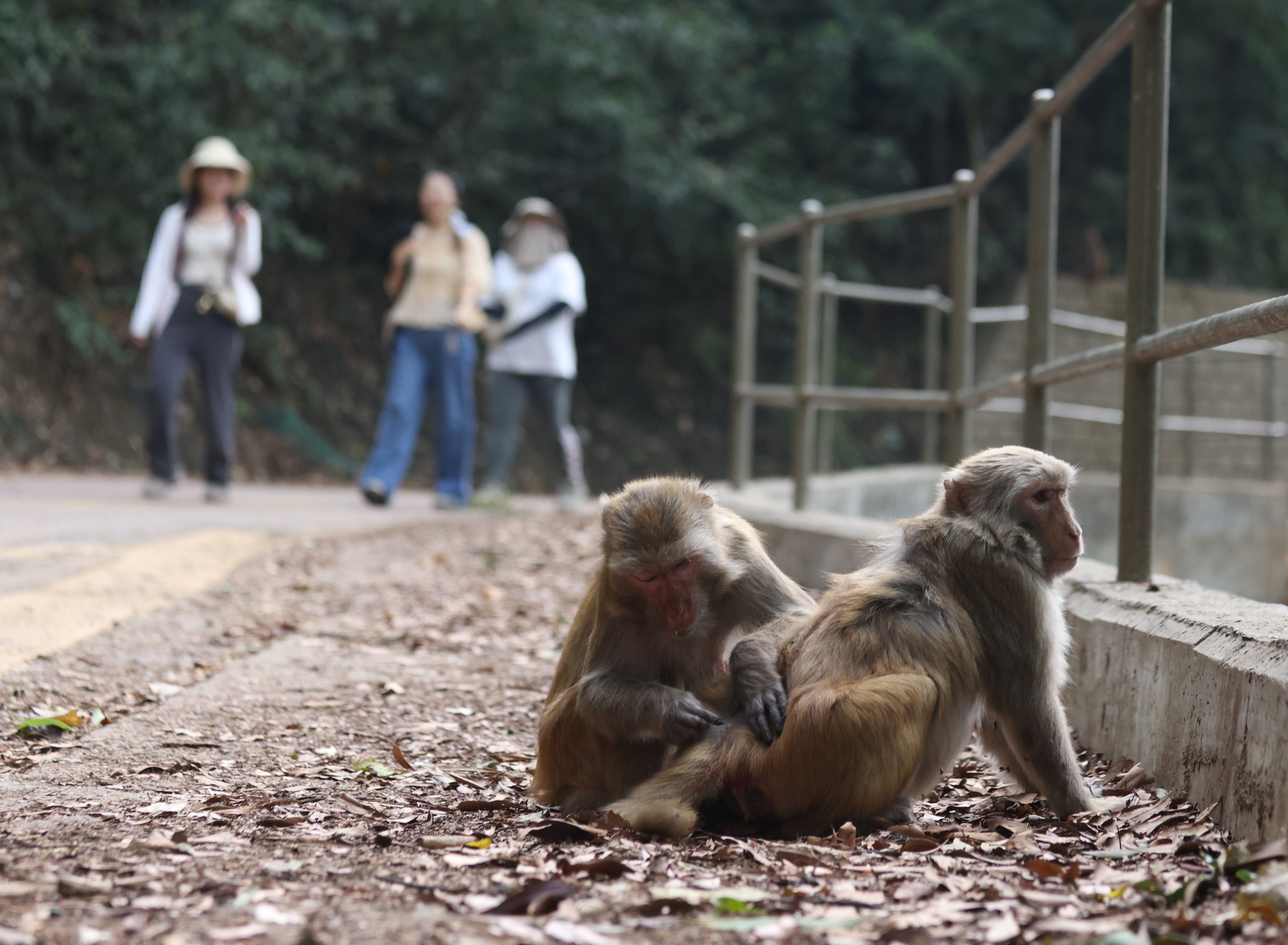 Monkeys are seen at Shing Mun Reservoir, New Territories. Photo: Yik Yeung-man