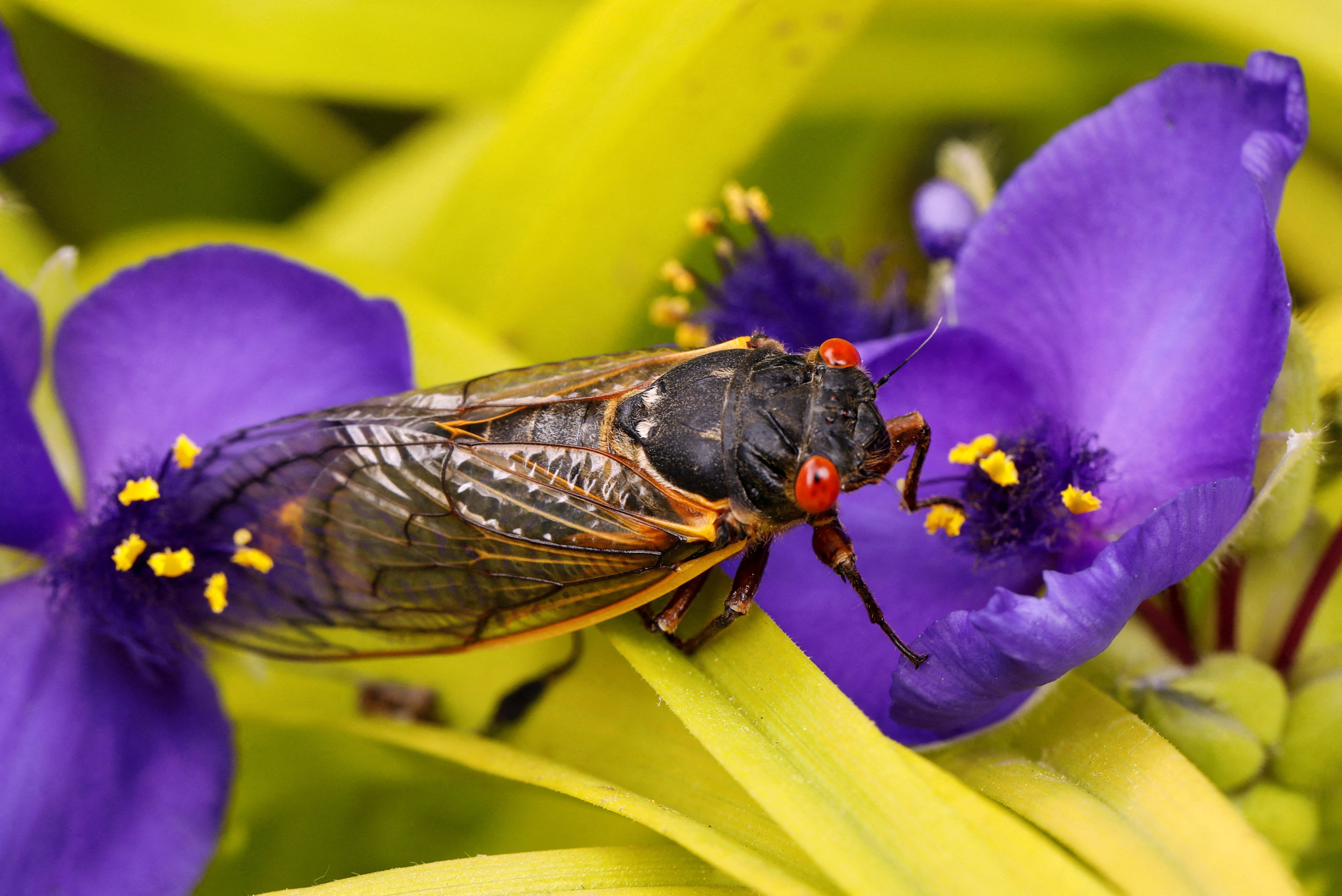 Parts of the US will be quite noisy this spring as two broods of cicadas emerge at the same time. Photo: Reuters