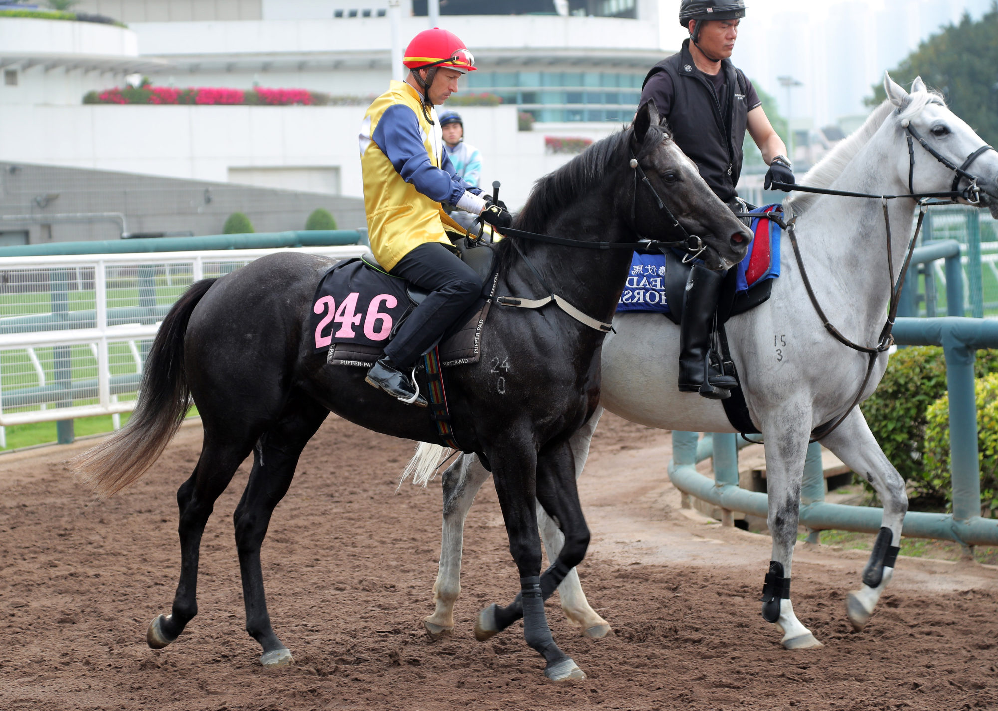 Little Brose with Hugh Bowman on board before a Sha Tin trial last month.