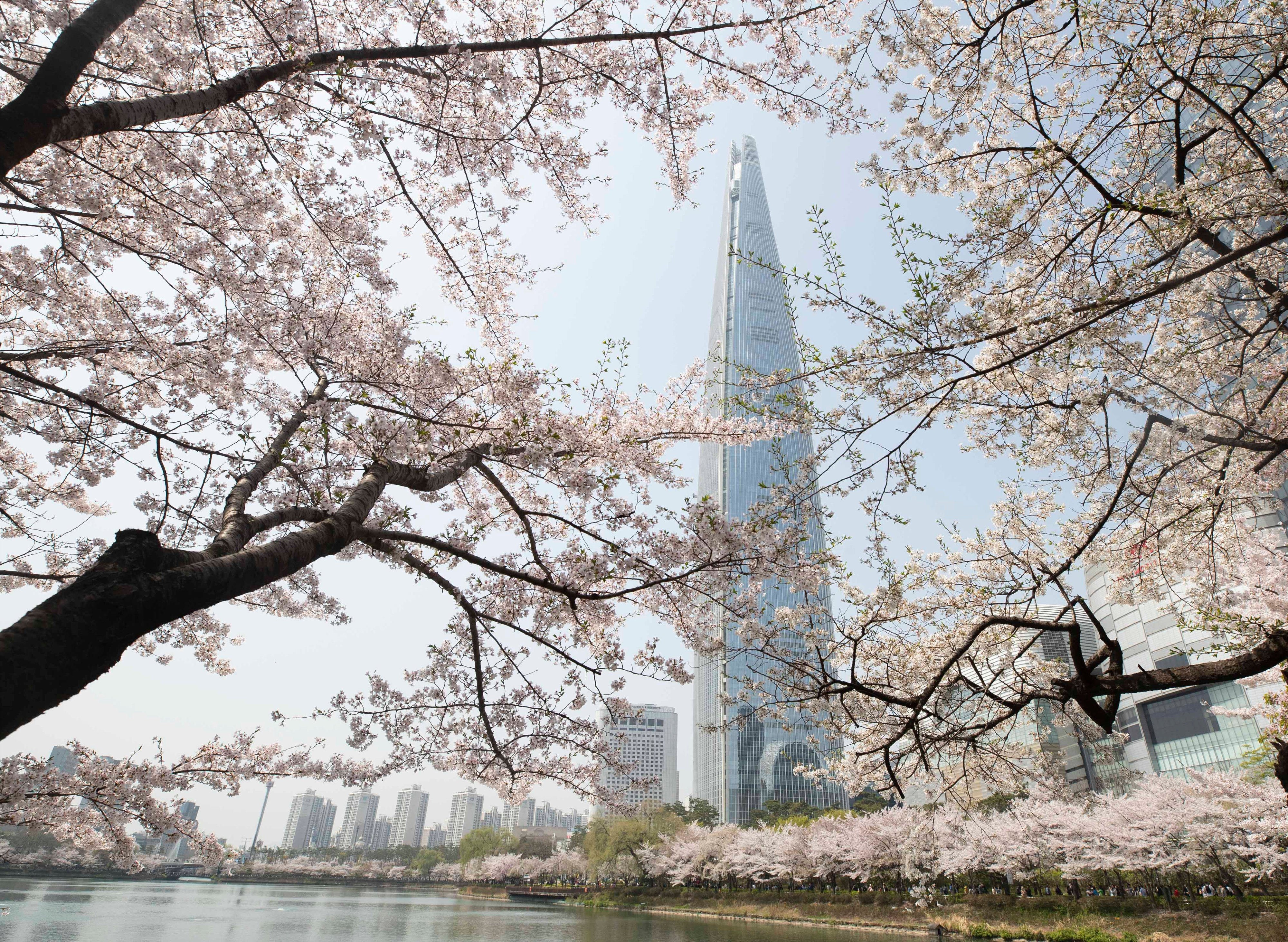 Cherry blossoms bloom in front of the Lotte World Tower in Seoul on April 7. Seoul’s commercial property market is a standout performer in Asia but receives far less attention than other markets. Photo: Xinhua