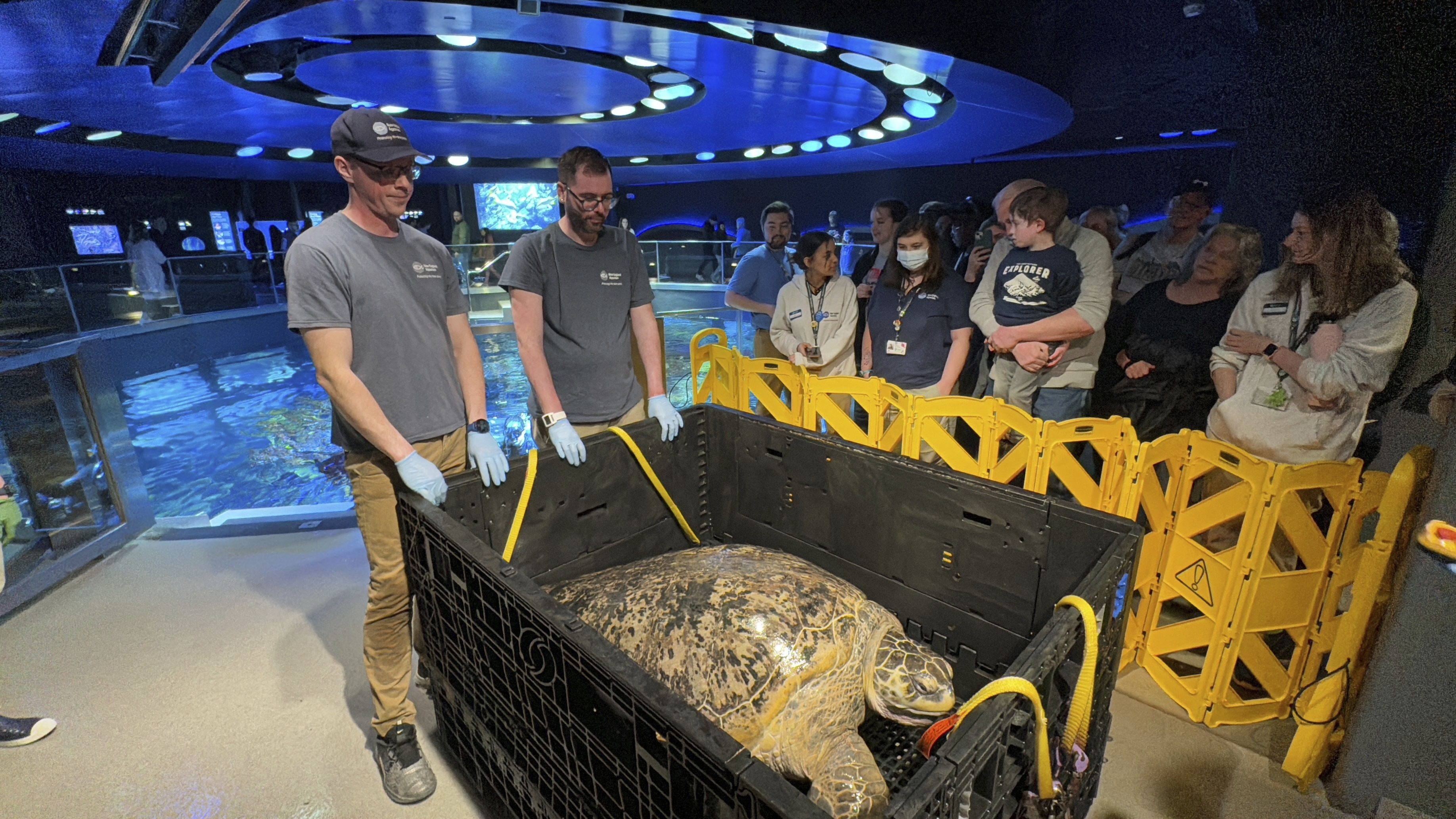 New England Aquarium staff and visitors look at Myrtle as the massive sea turtle rests in a crate after being hoisted out of a giant tank before a medical examination. Photo: AP