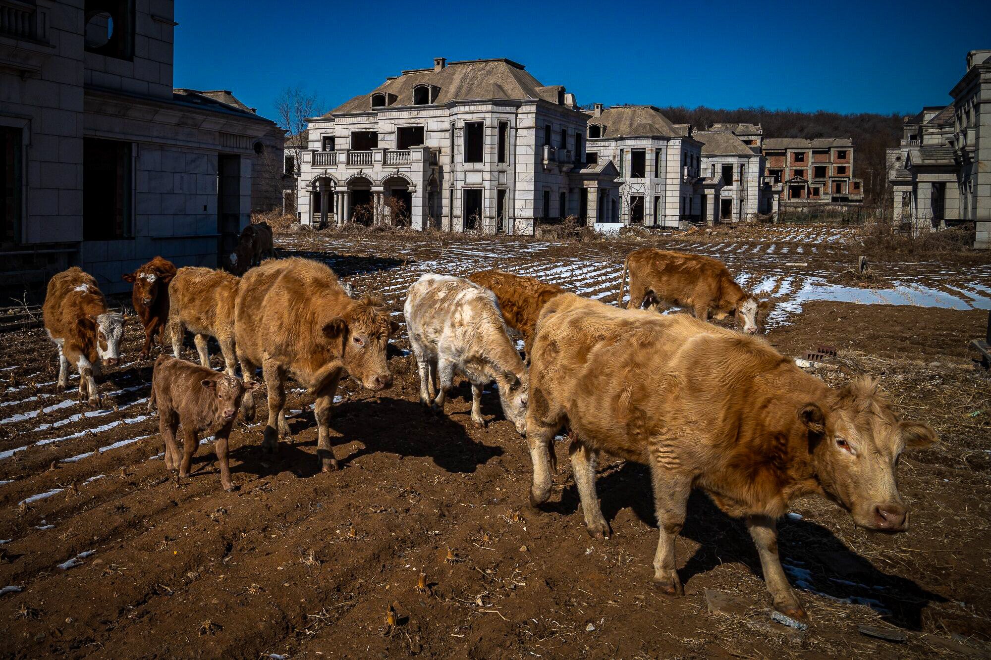 Cows pass uncompleted residential buildings at a stalled real estate project in Liaoning province in February as China contends with a property crisis. Photo: Bloomberg