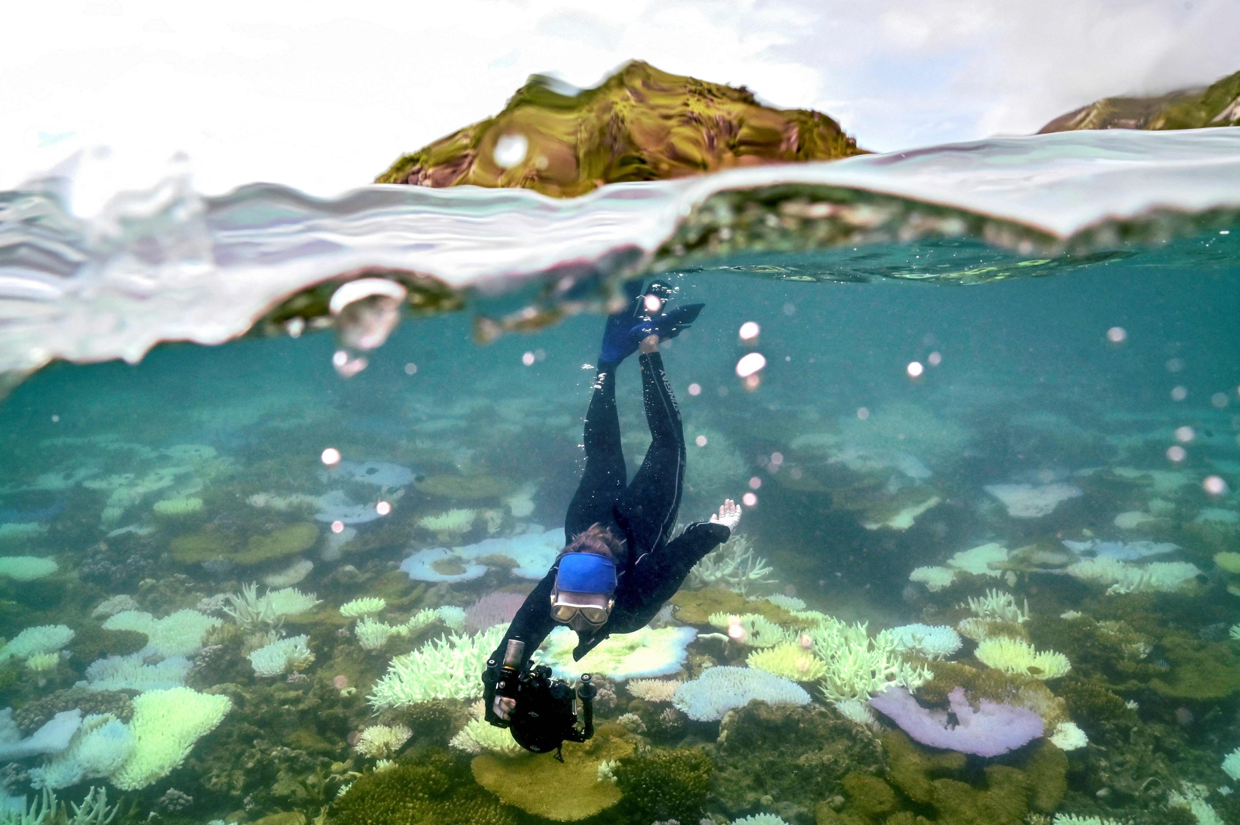 A marine biologist inspects bleached and dead coral around Lizard Island on the Great Barrier Reef, Australia. Photo: AFP