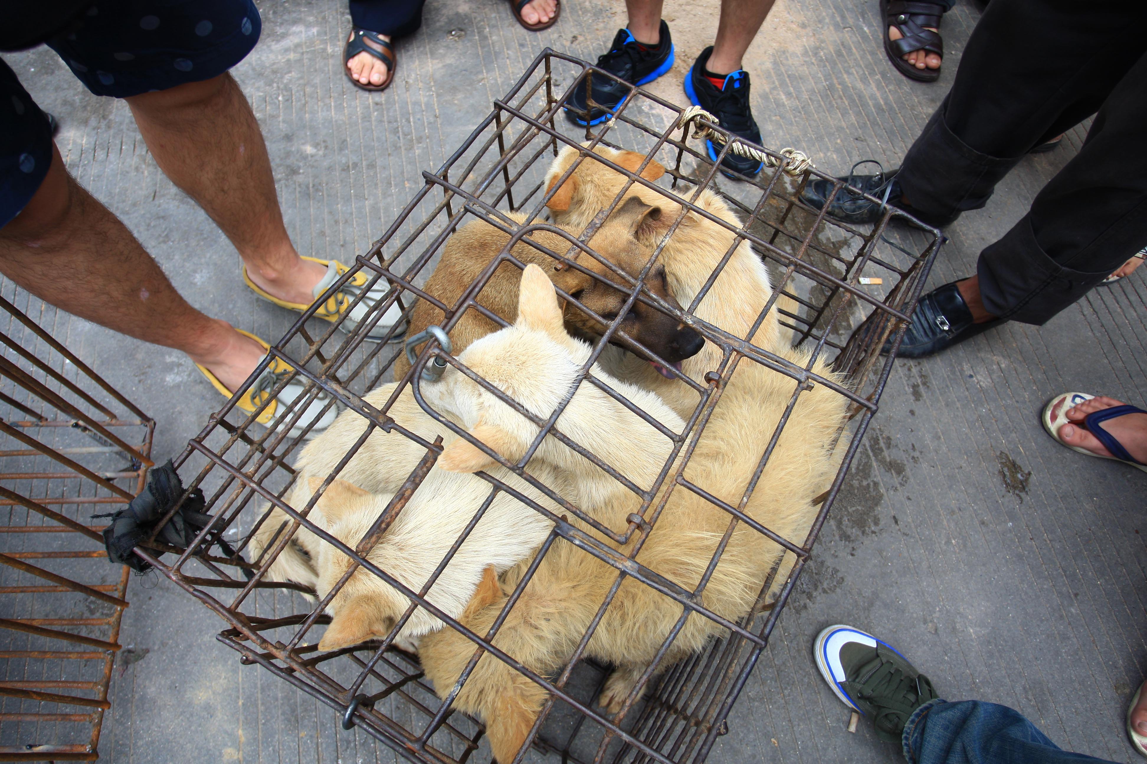 Dogs saved from sellers by animal protection activists are seen squashed in a cage at a market in Yulin, in Guangxi Zhuang autonomous region, on June 20, 2014. Photo: AFP