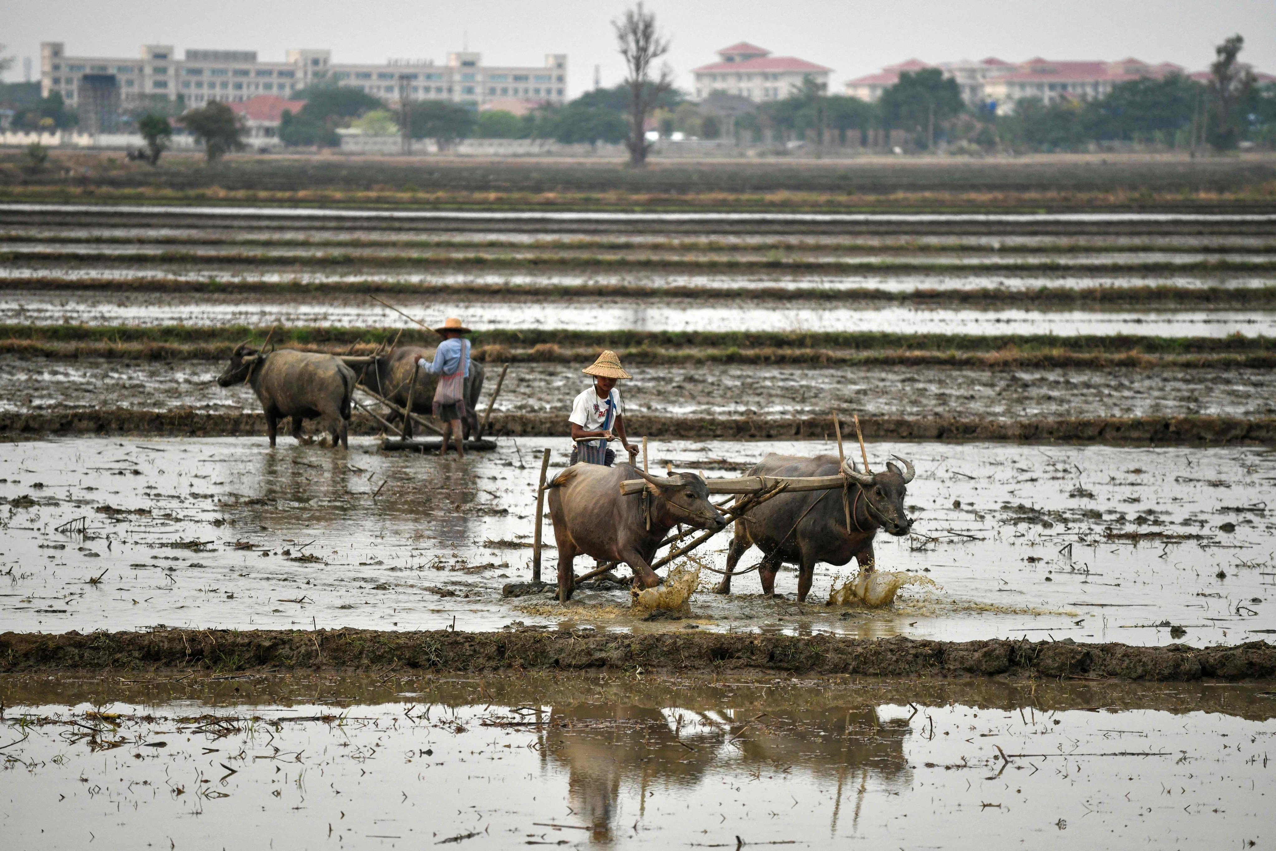 Men plough a rice paddy with buffaloes on the outskirts of Naypyidaw, Myanmar, on March 26. Increased agricultural trade with China could be a boon to Southeast Asian countries such as Myanmar, where agriculture provides a significant number of jobs. Photo: AFP