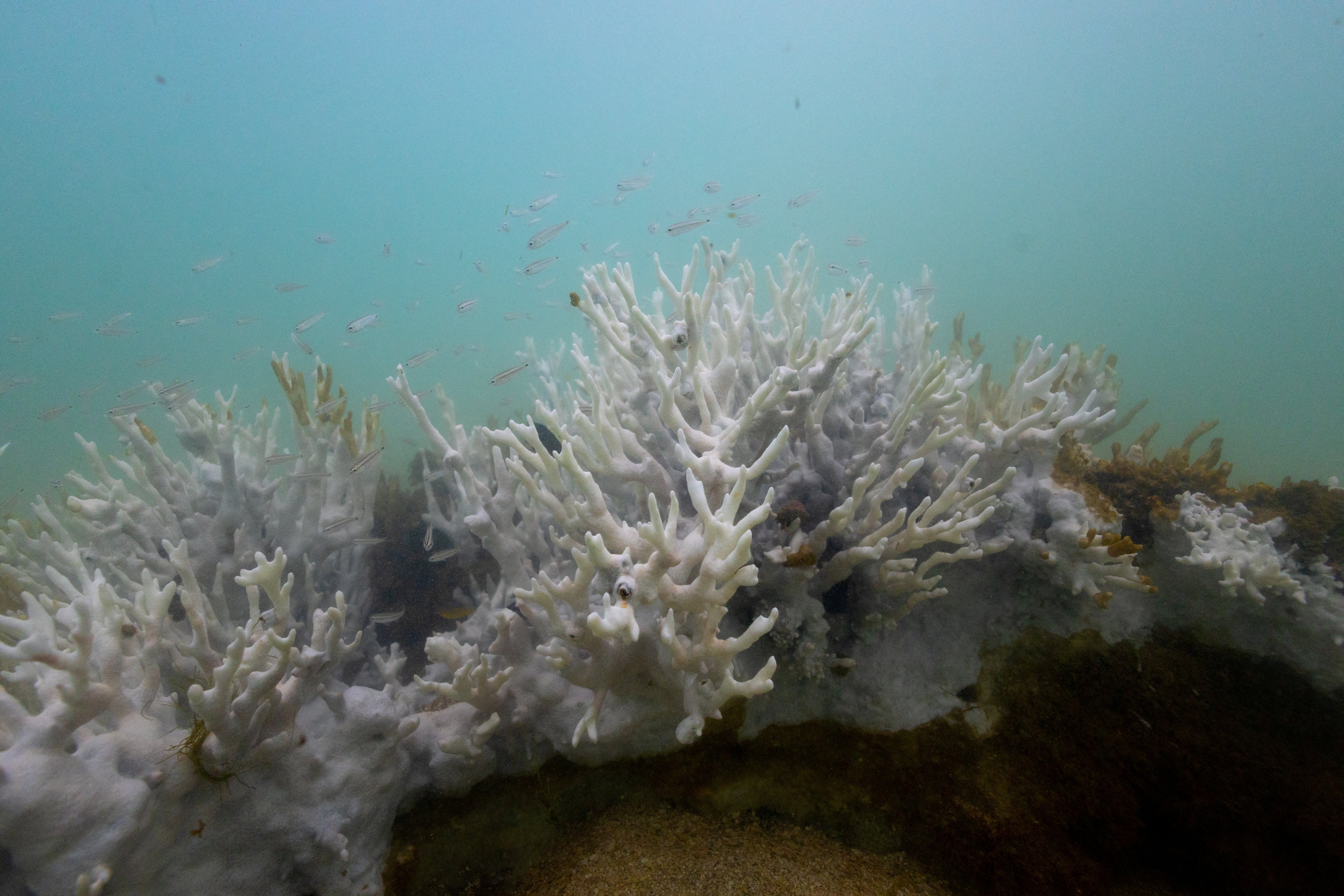 Bleached coral is seen in a reef in Brazil. The nation is bracing for what may be its worst-ever coral bleaching event. Photo: Reuters
