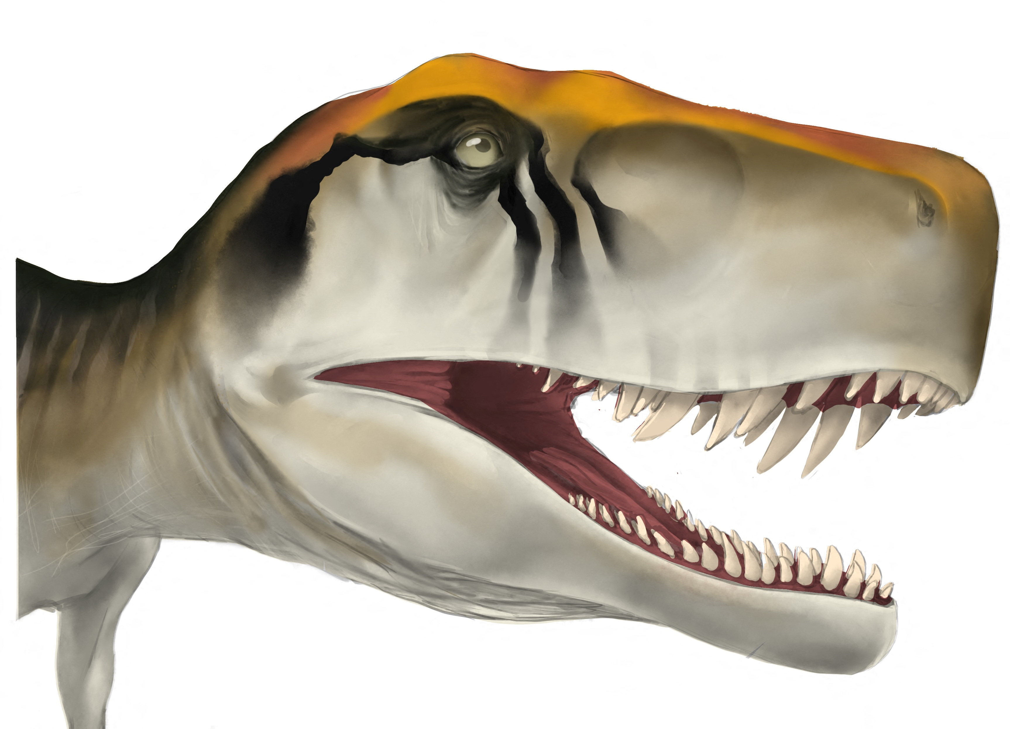 This is an illustration of the dinosaur Herrerasaurus ischigualastensis from Argentina. Photo: Reuters