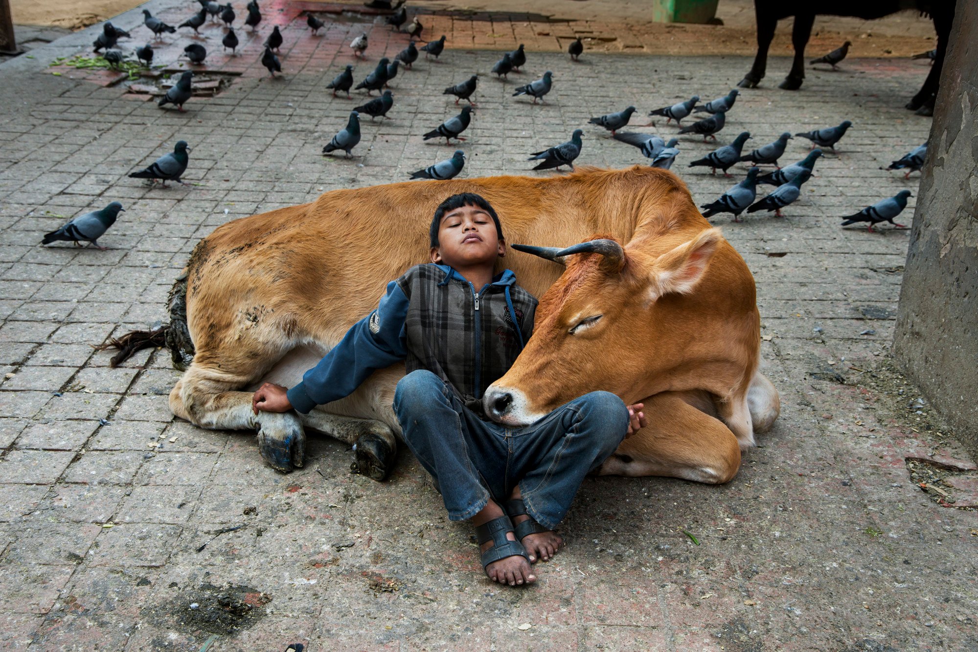 A boy sleeps against a cow in Kathmandu, Nepal, where many believe the animal to be sacred (2013). Photo: Steve McCurry