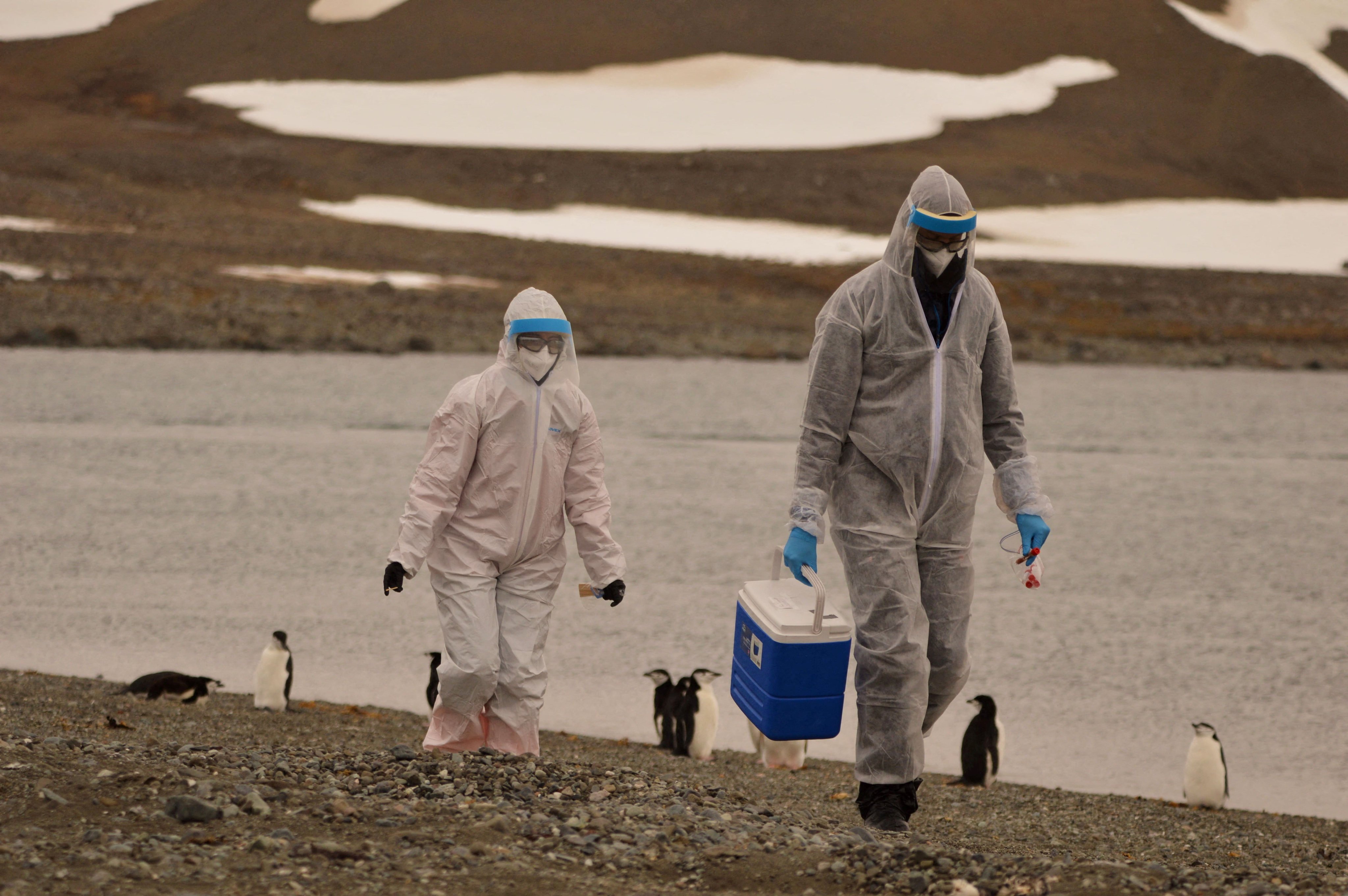 Researchers wearing protective suits collect samples of wildlife, where the H5N1 bird flu virus was detected, at Chilean Antarctic Territory, Antarctica. Photo: Instituto Antartico Chileno via Reuters