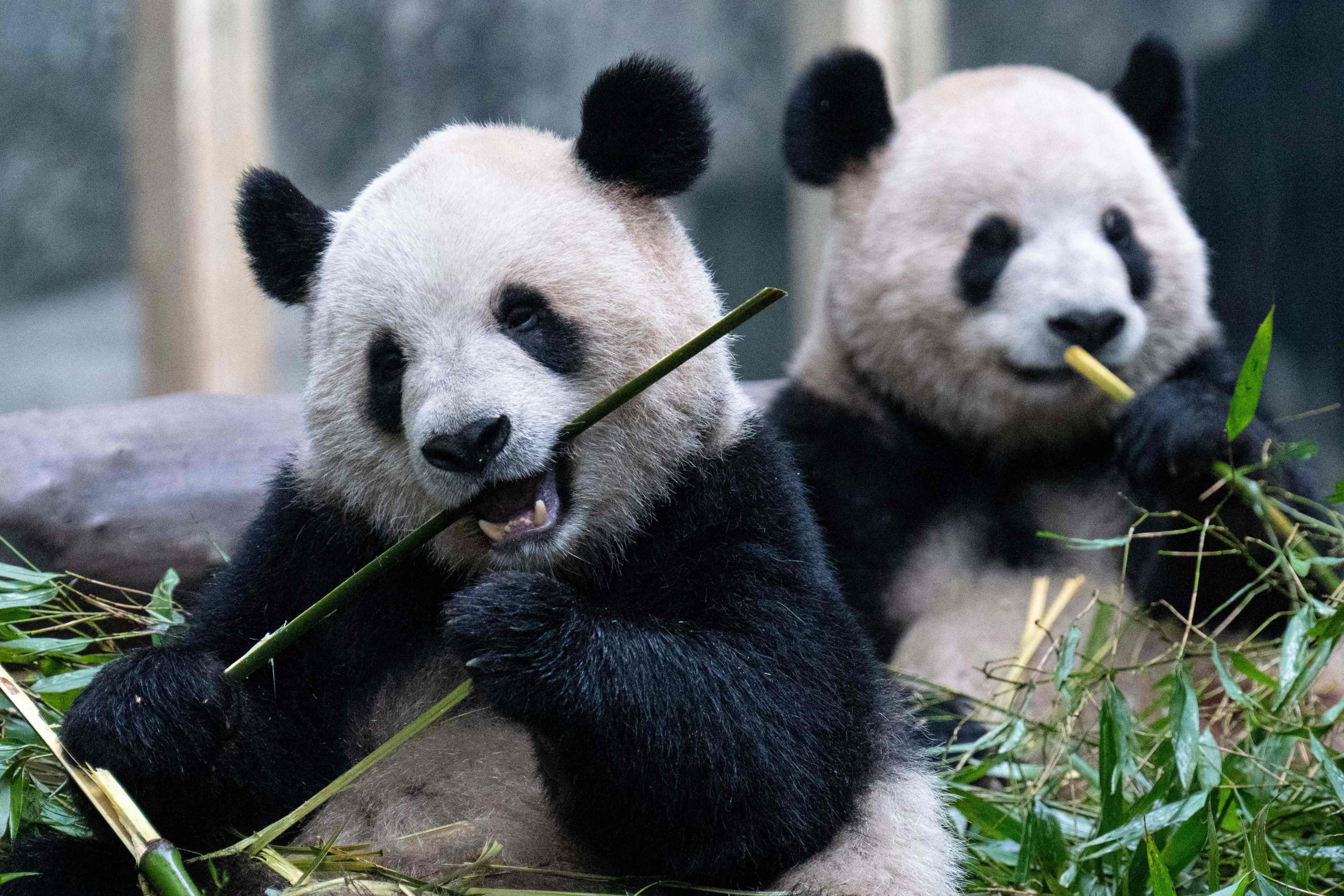 Two giant pandas are expected to arrive in San Francisco next year. Photo: AFP