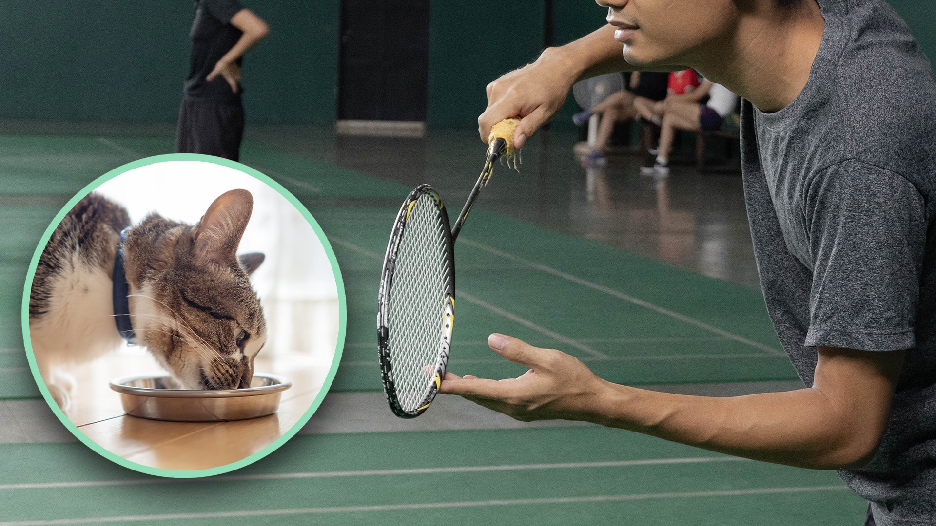A court in China has ordered a man who fed a stray cat in a stadium to pay compensation after the feline caused a badminton player to trip up and injure himself badly during a game. Photo: SCMP composite/Shutterstock