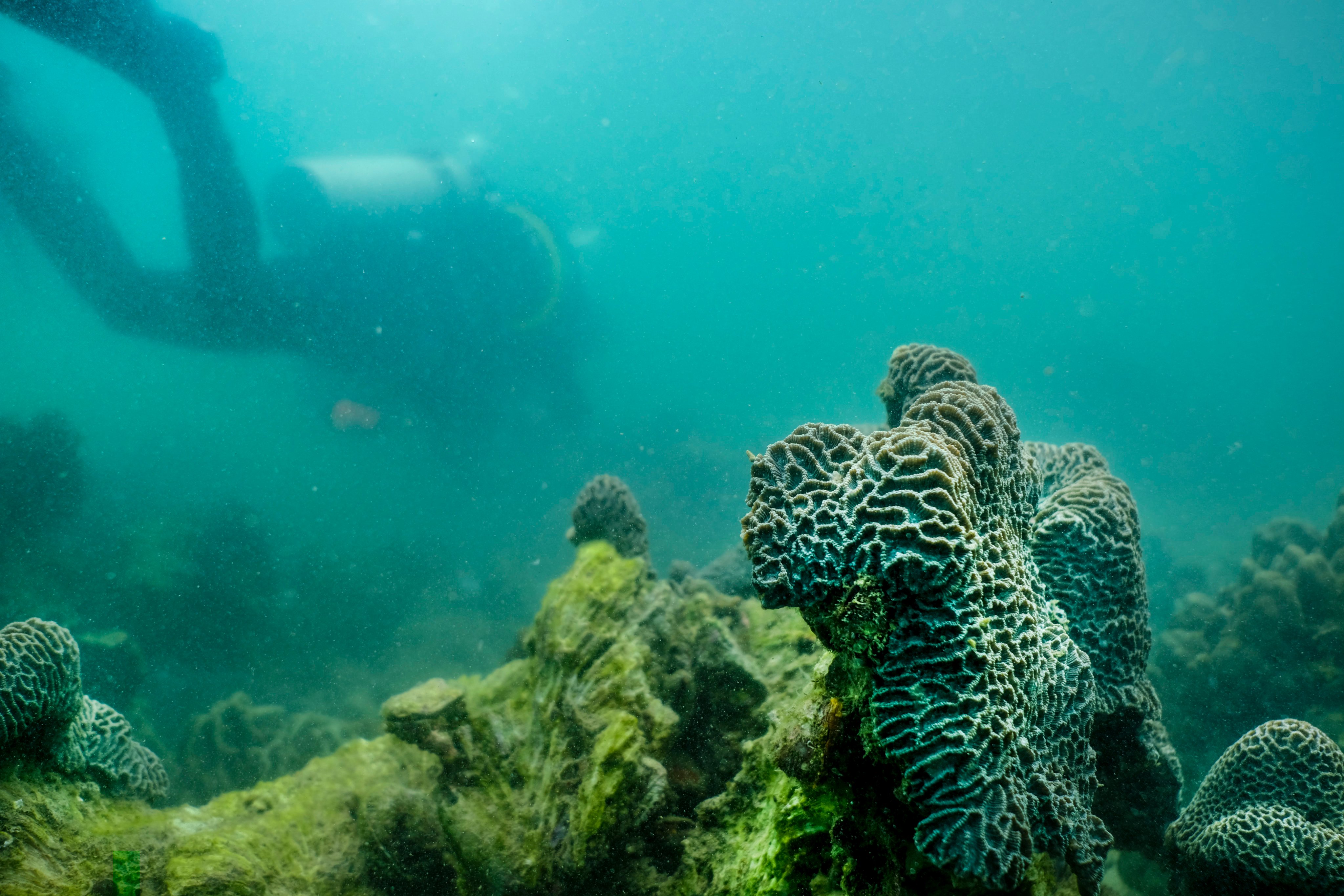 A divers checks coral on the seabed in Hoi Ha Wan, Sai Kung, in December 2018. Photo: SCMP 