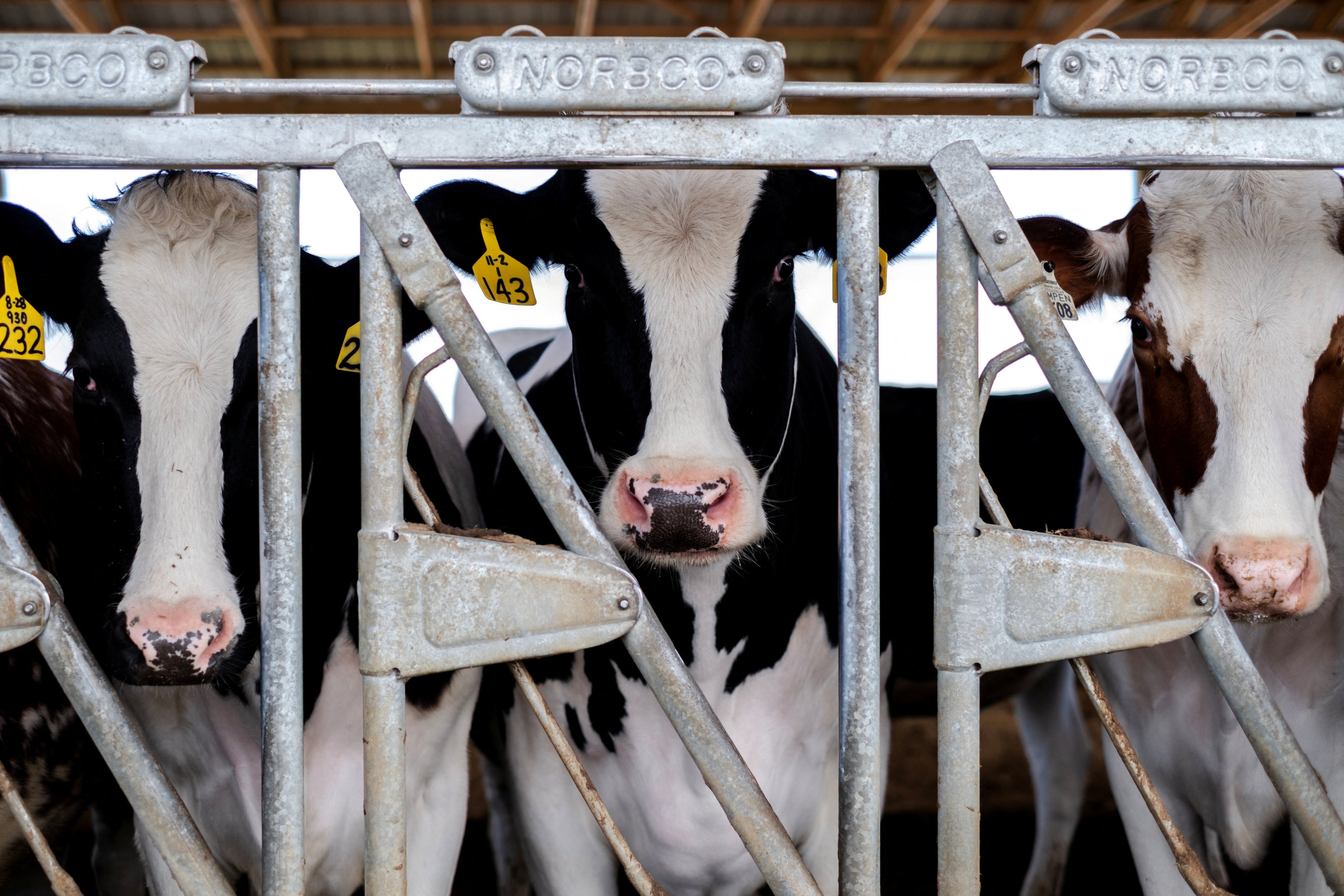 Health officials have said that cattle infections do not present a concern for the commercial milk supply, as dairies are required to destroy milk from sick cows. Photo: Reuters