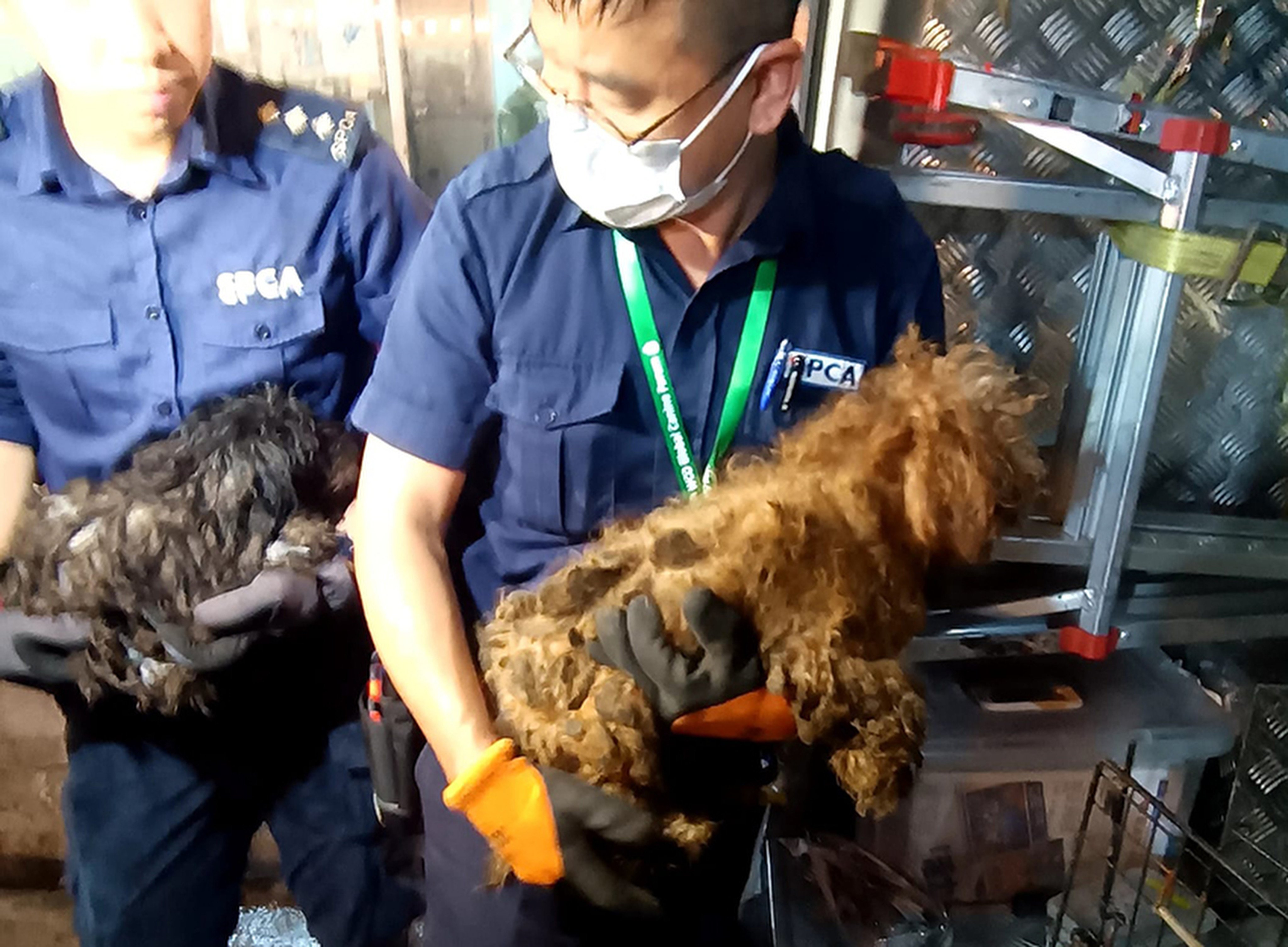 SPCA staff with some of the 41 dogs and cats rescued from appalling conditions in a flat. Photo: Handout