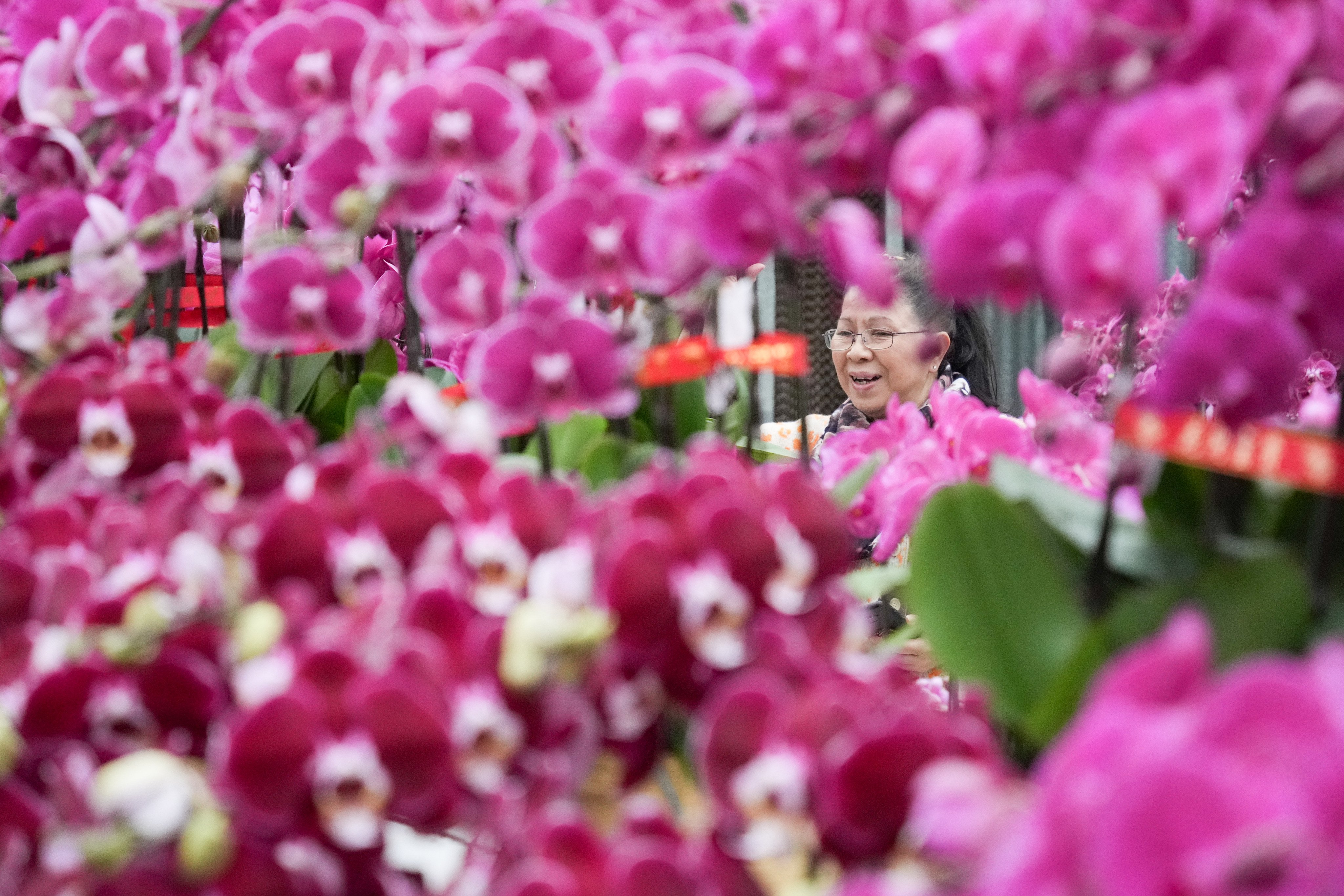 A customer selects orchids to buy at Chiba Garden in Lam Tsuen, Tai Po, Hong Kong. In China, orchids are considered one of the “four gentlemen” of the plant world. Photo: Eugene Lee