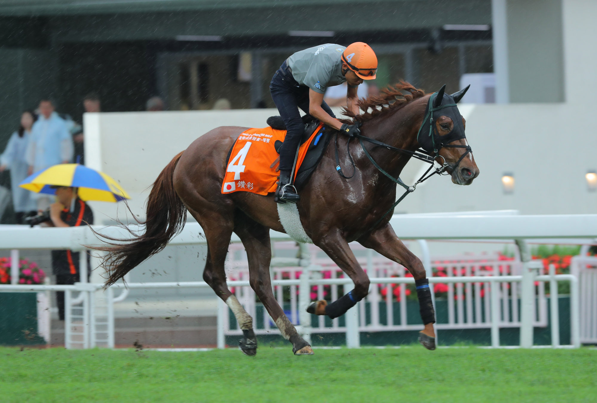 Champions Mile runner Champagne Color gallops on the turf at Sha Tin.