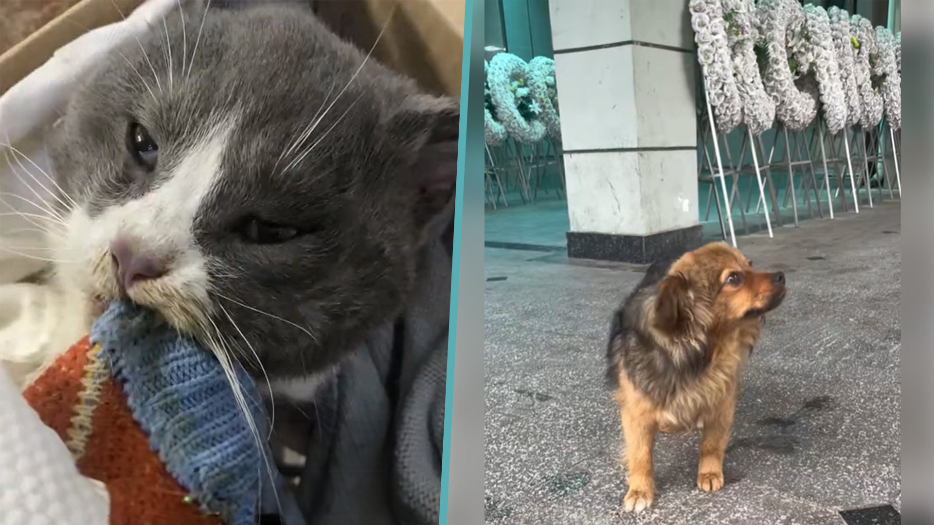 Pet passion: a dying cat hangs onto its owner’s sweater with its last breath and a disabled dog refuses to leave its master’s funeral, moving many people in China to tears. Photo: SCMP composite/Douyin