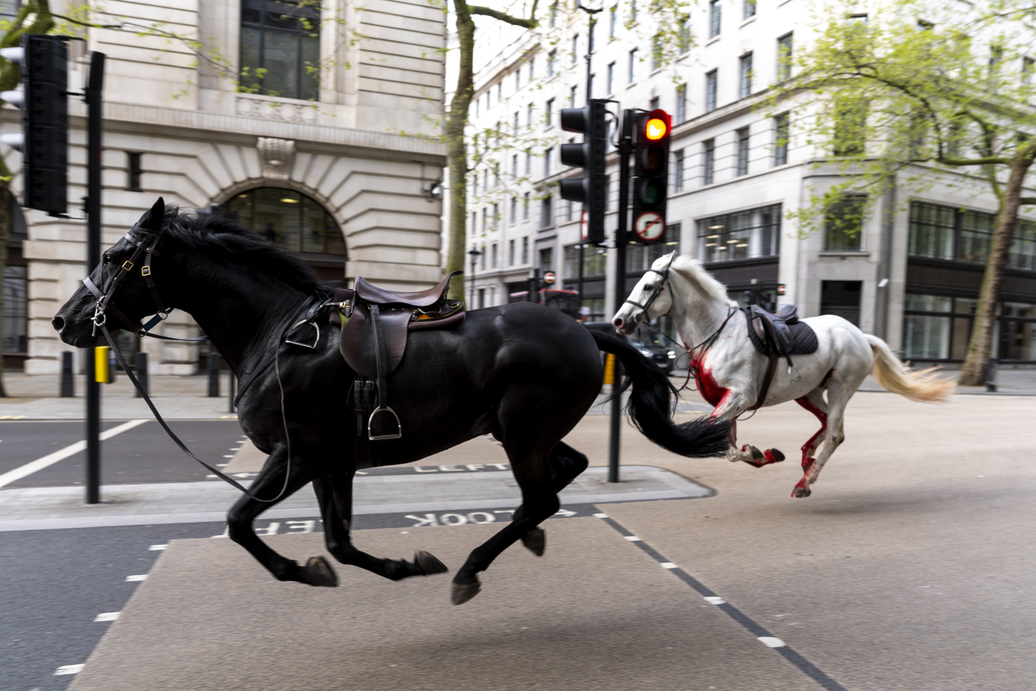 Two horses on the loose bolt through the streets of London. Photo: dpa
