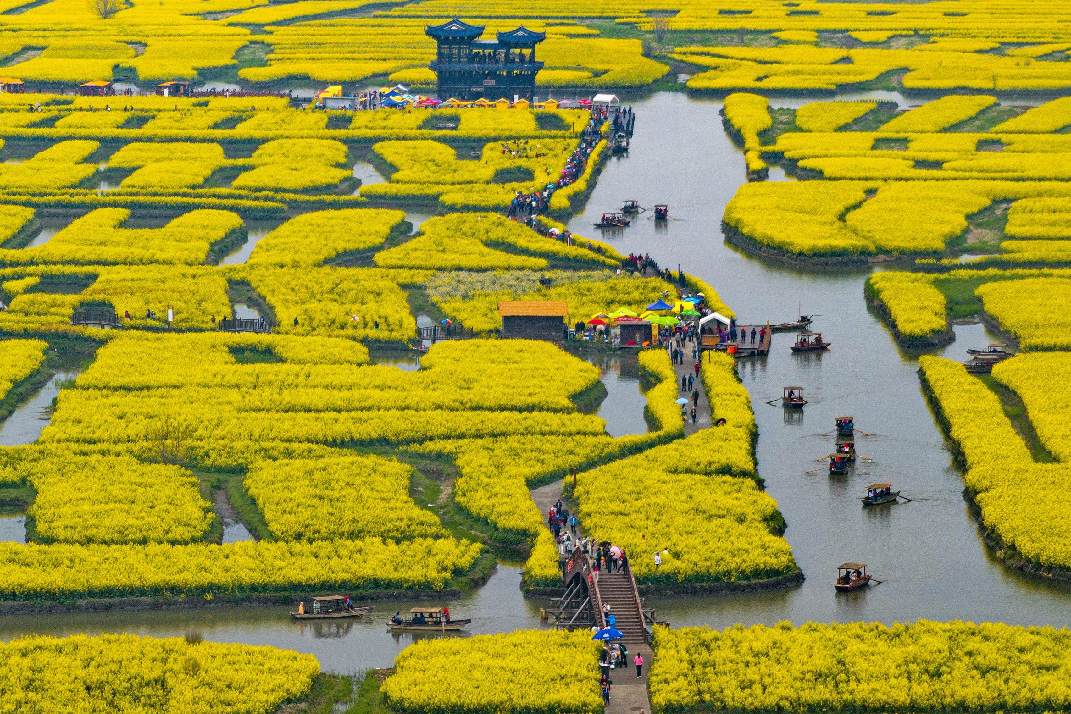 China has revealed a new variety of rapeseed that has increased yields by 150 per cent. Photo: AFP