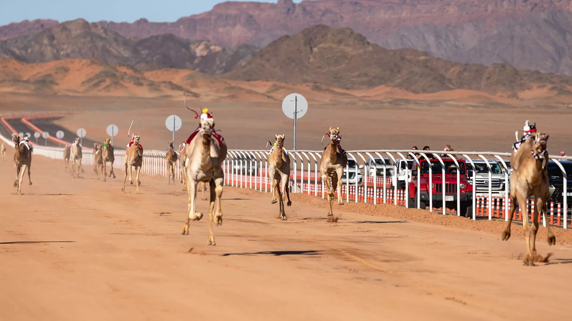 AlUla Camel Cup, 2023 in Saudi Arabia. Photo:  Royal Commission for AlUla