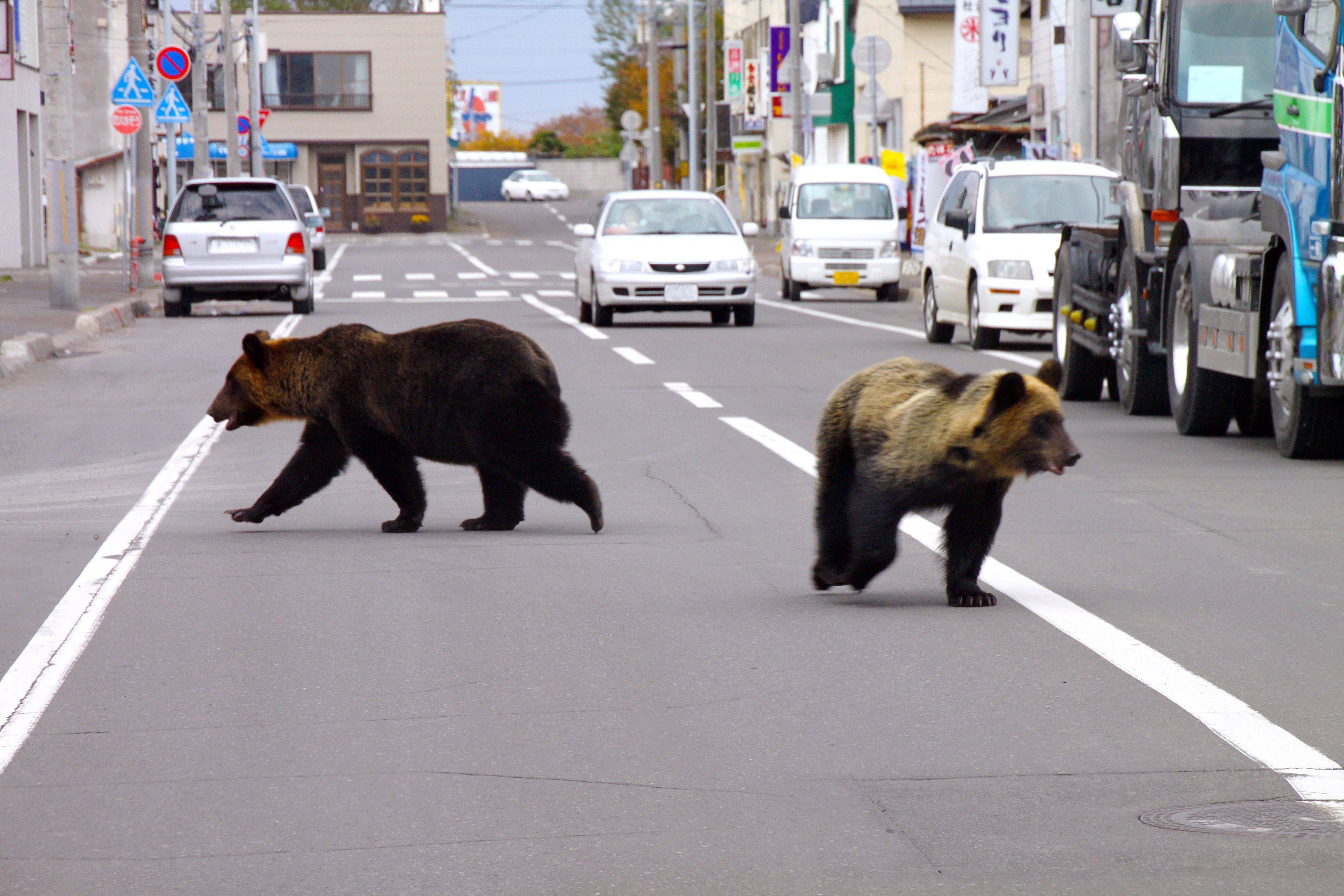 Two bears walking down the street in Shari town in Hokkaido, Japan. Photo: AFP