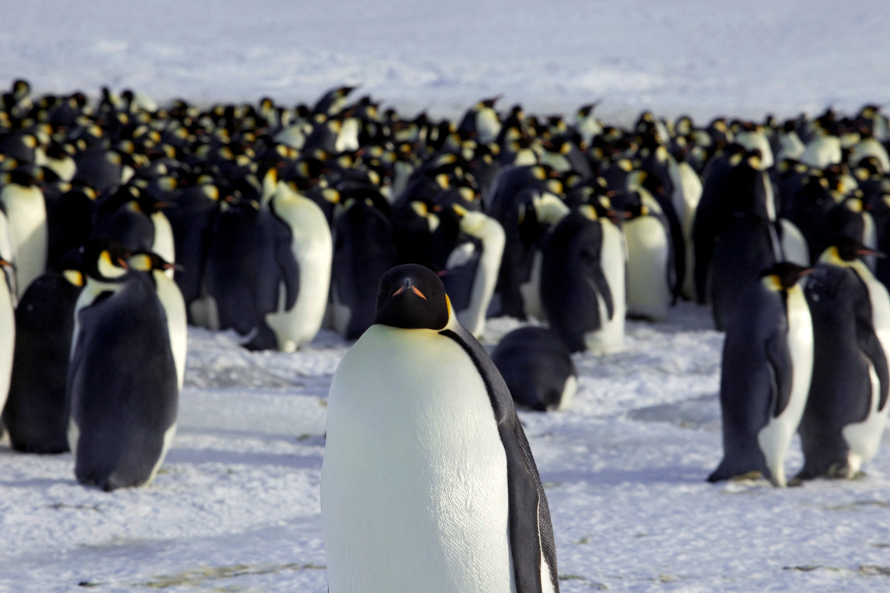 A study has shown that emperor penguins are perishing as ice melts to new lows. Photo: Reuters
