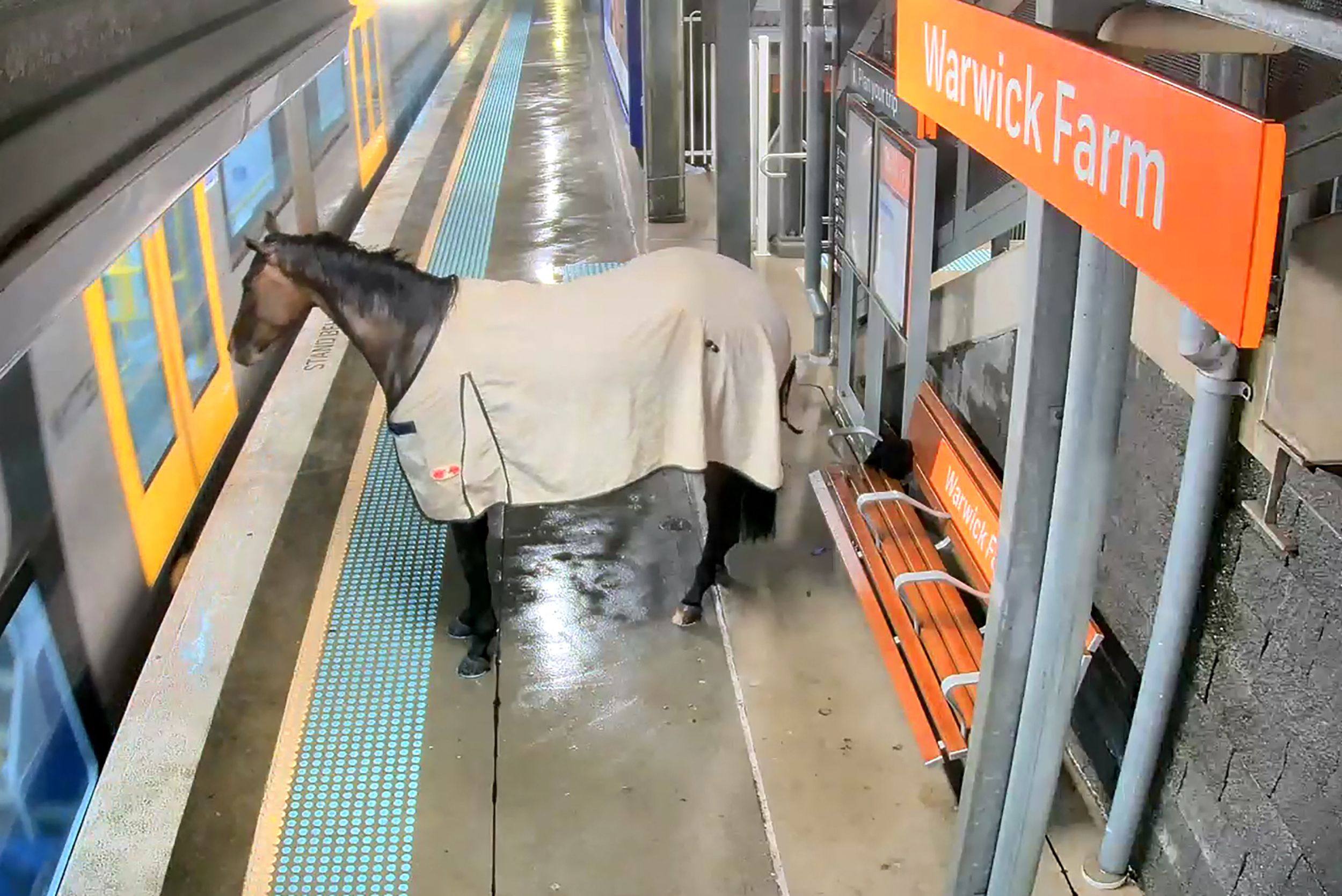 This frame grab shows security footage of a rogue racehorse at a train station in outer Sydney. Photo: AFP/Transport of NSW