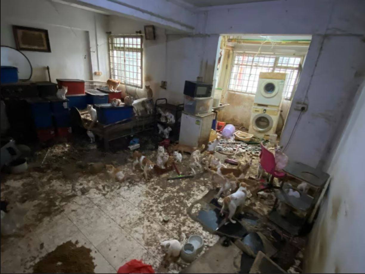 The dismal condition of the flat that housed 43 cats. Photo: court documents

