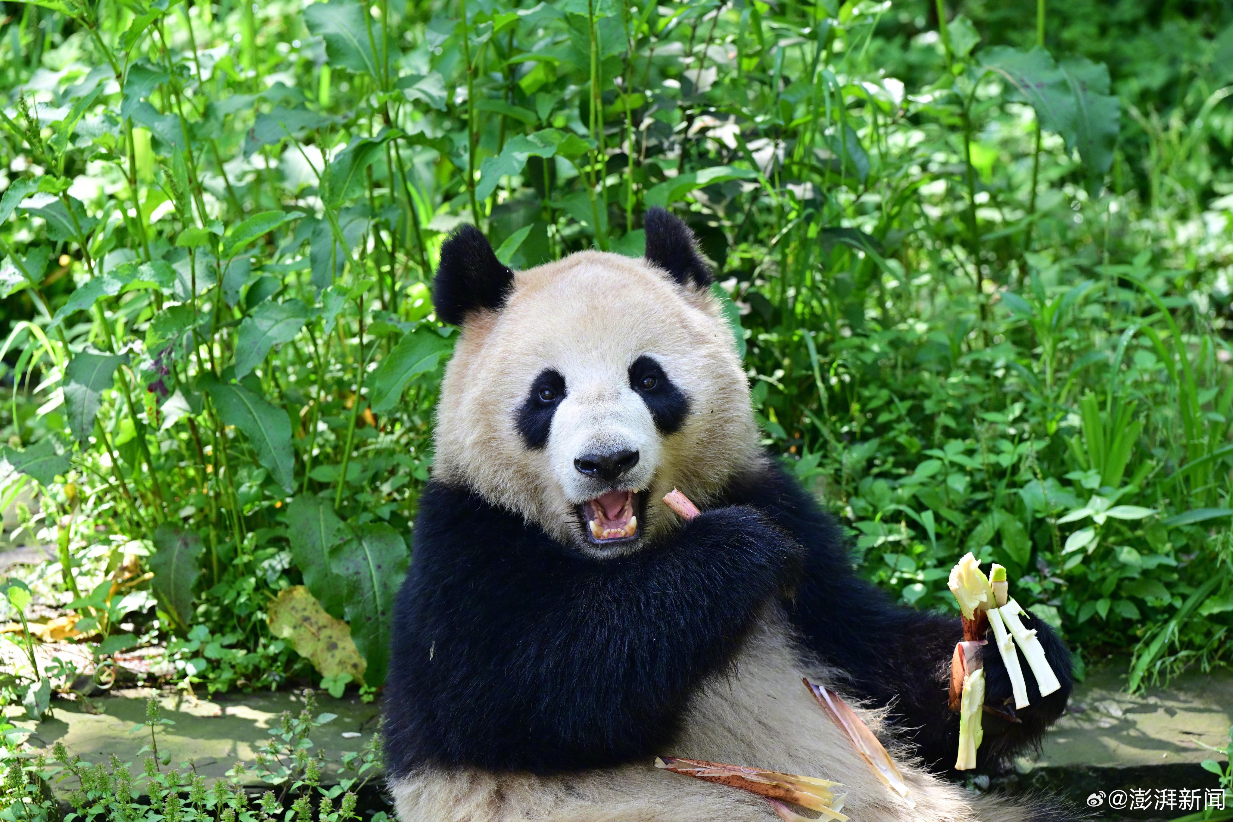 Giant panda Xin Bao will make the trip across the Pacific to San Diego Zoo. Photo: Weibo/澎湃新闻