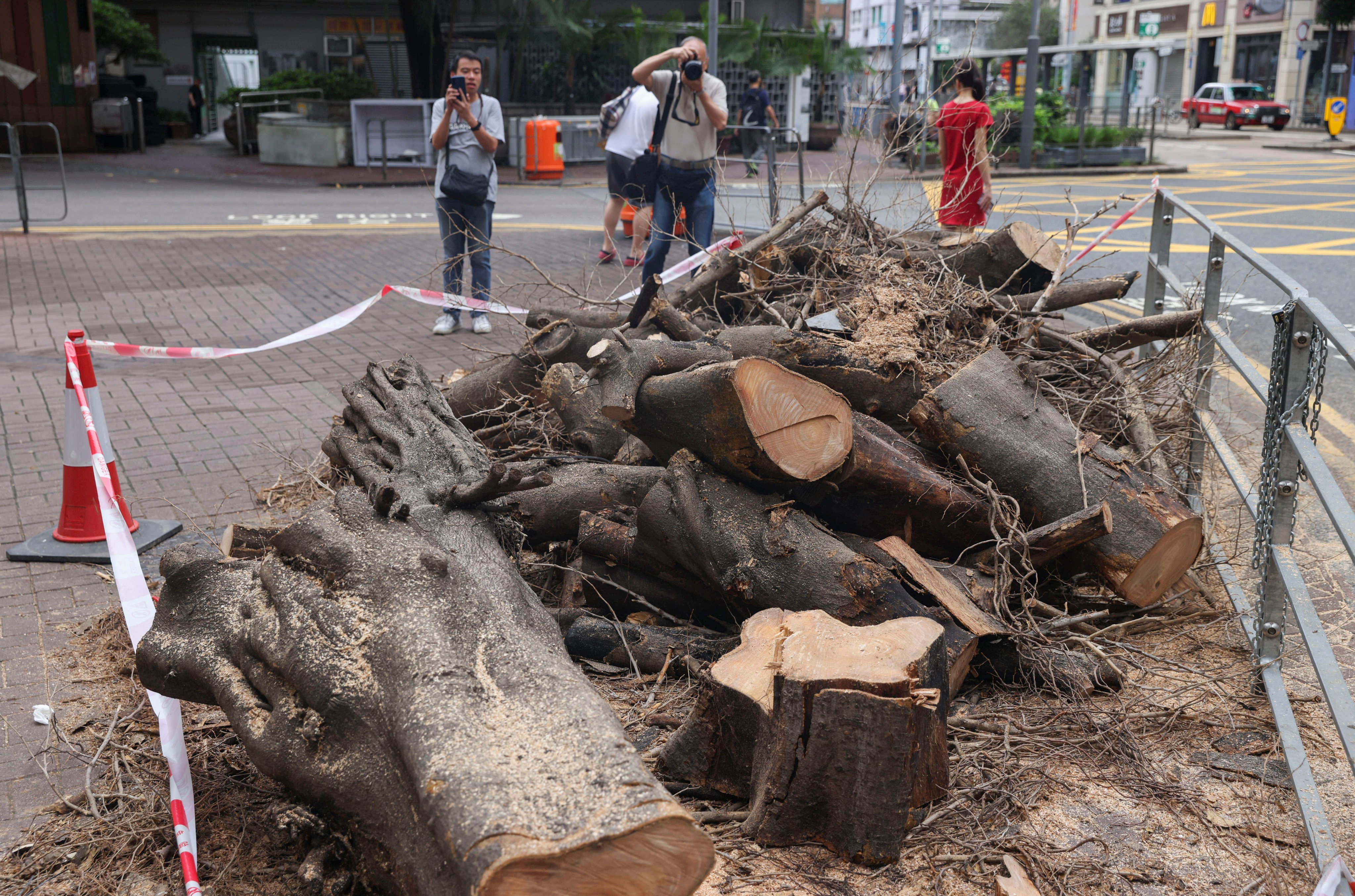 The tree has suffered from a fungus infection, according to the Leisure and Cultural Services Department. Photo: Yik Yeung-man