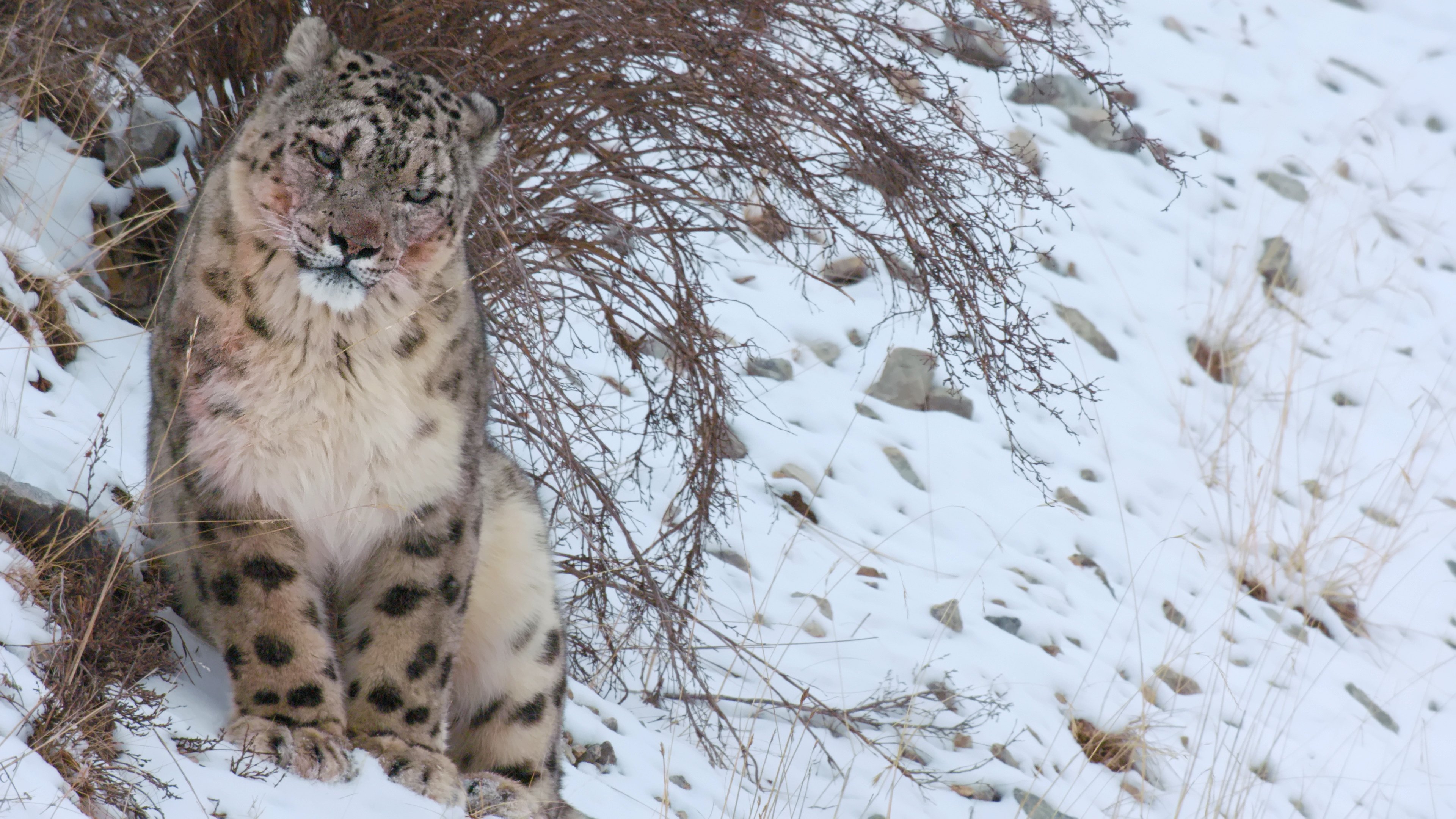 A snow leopard on the Qinghai-Tibet Plateau. Photo: BBC Studios